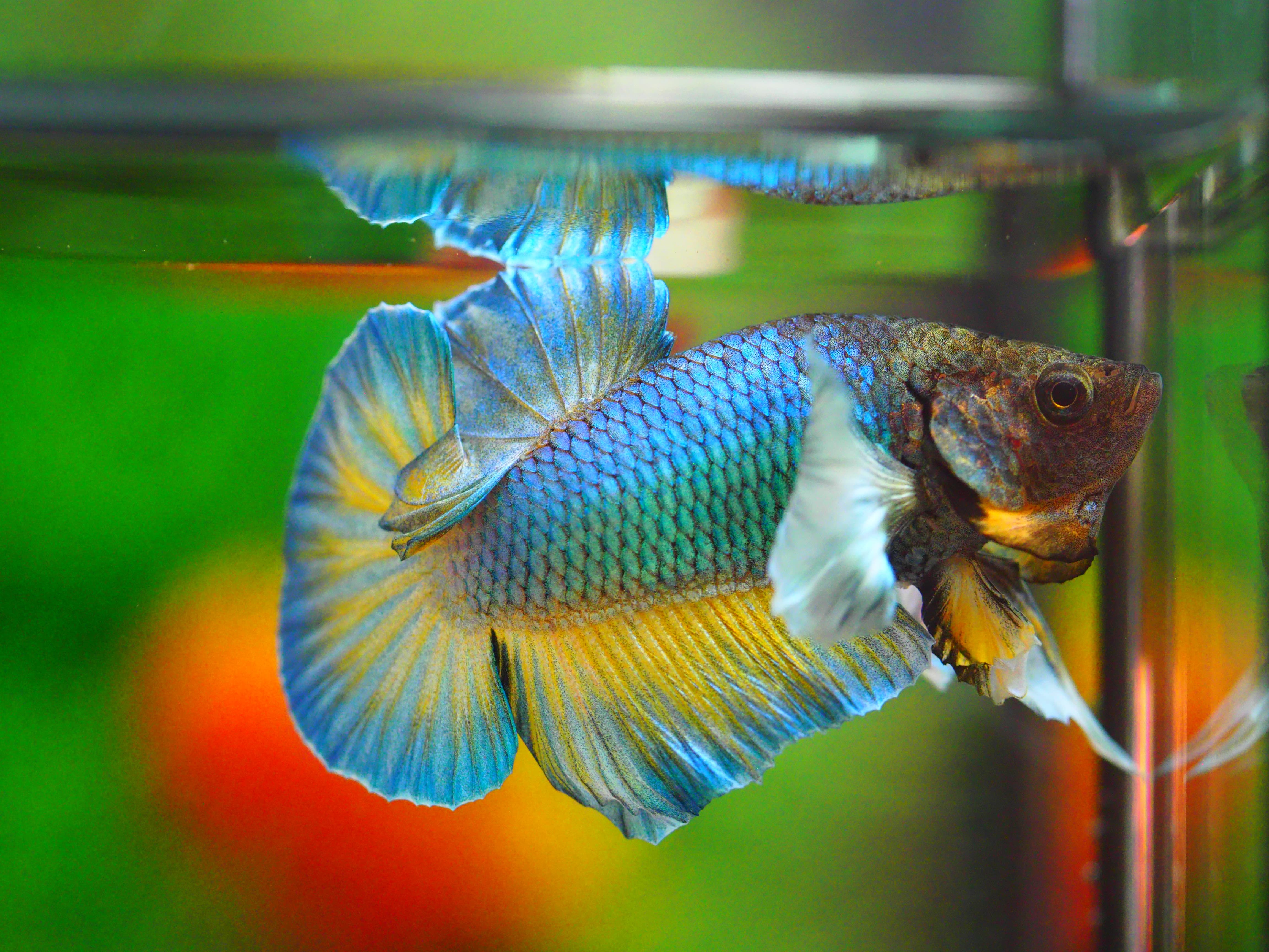 HMPK DUMBO MALE GRADE A +++