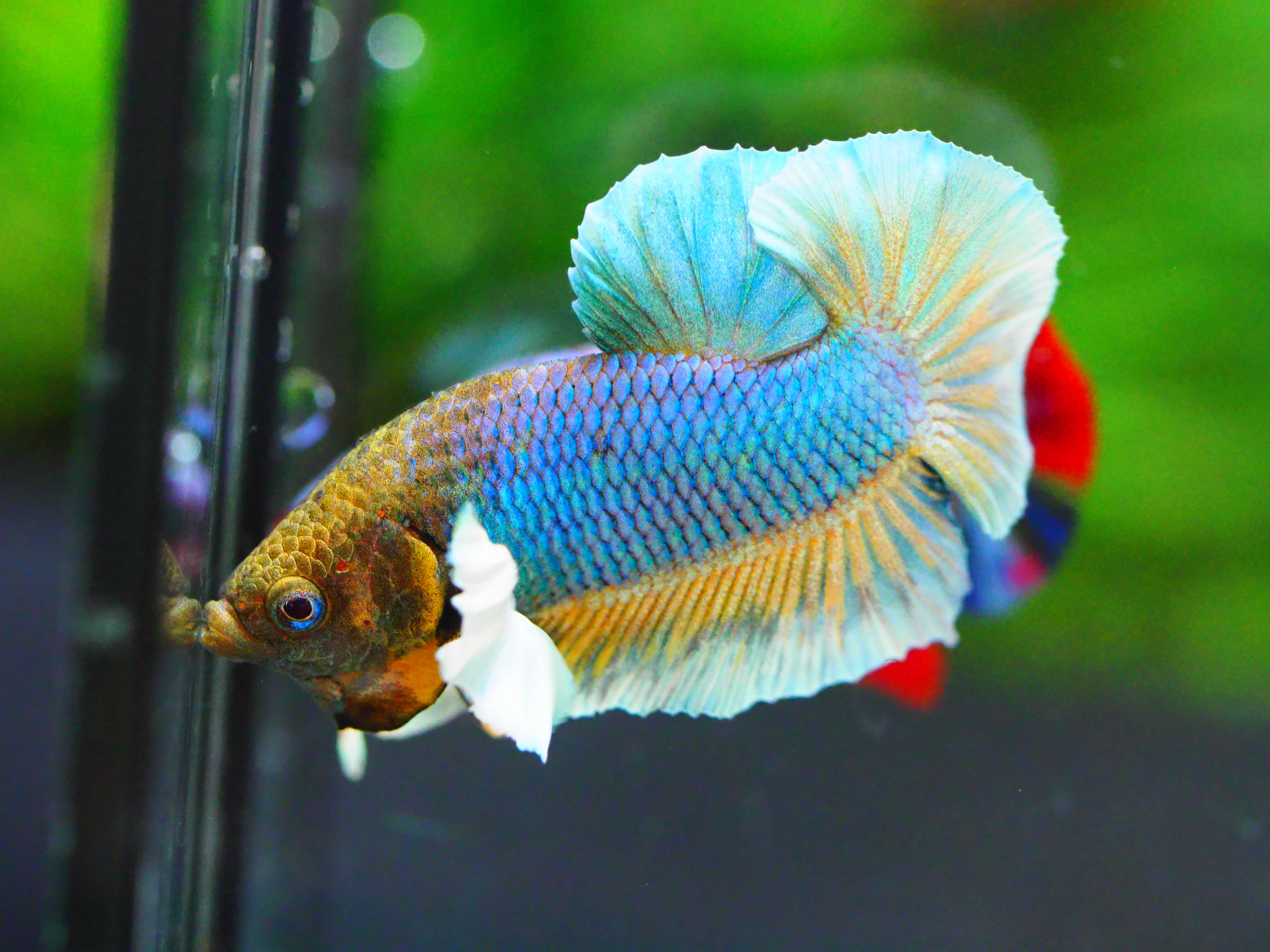 HMPK DUMBO MALE GRADE A +++