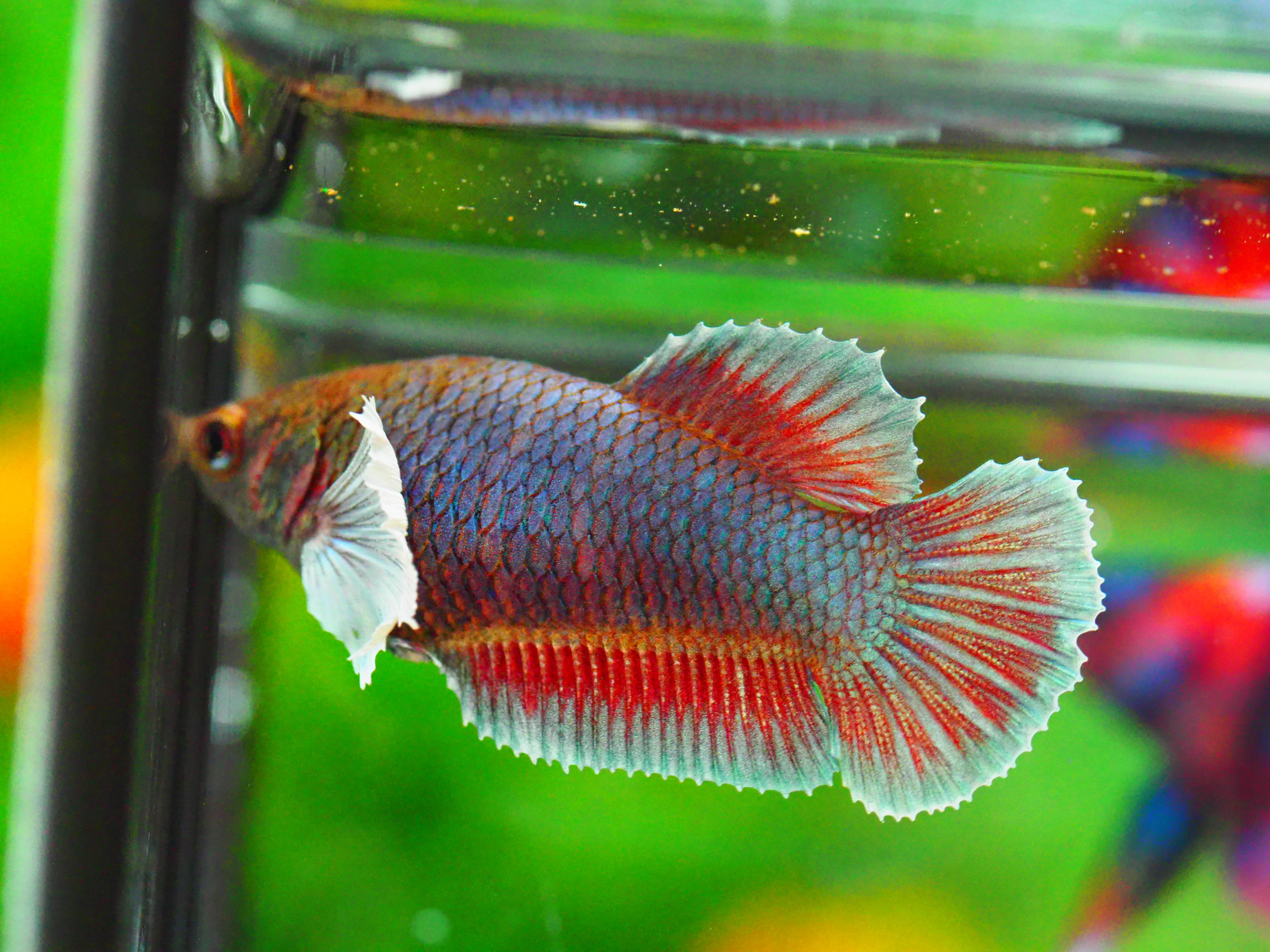 HMPK DUMBO FNMALE GRADE A +++