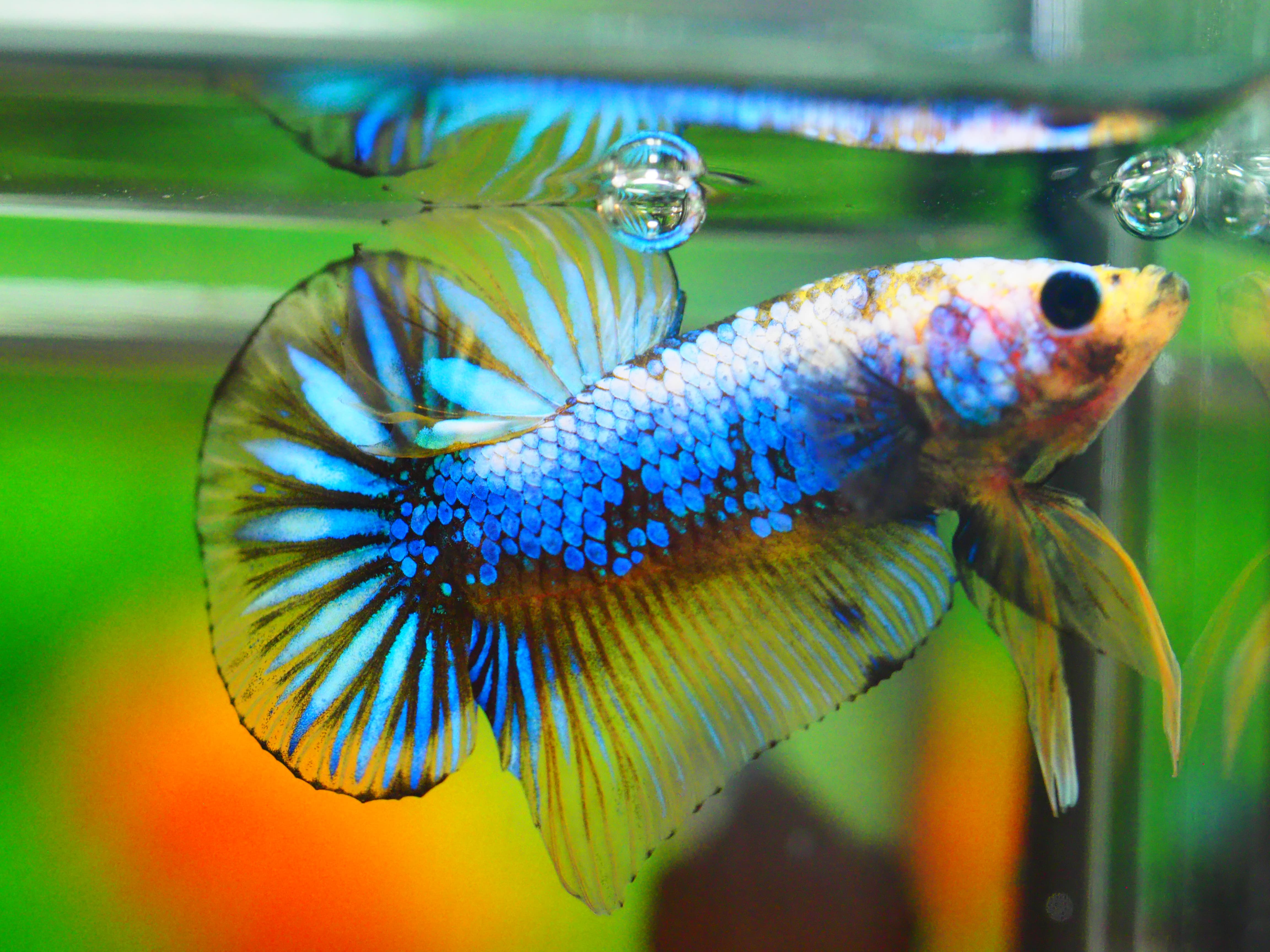 HMPK FANCY MALE GRADE A +++