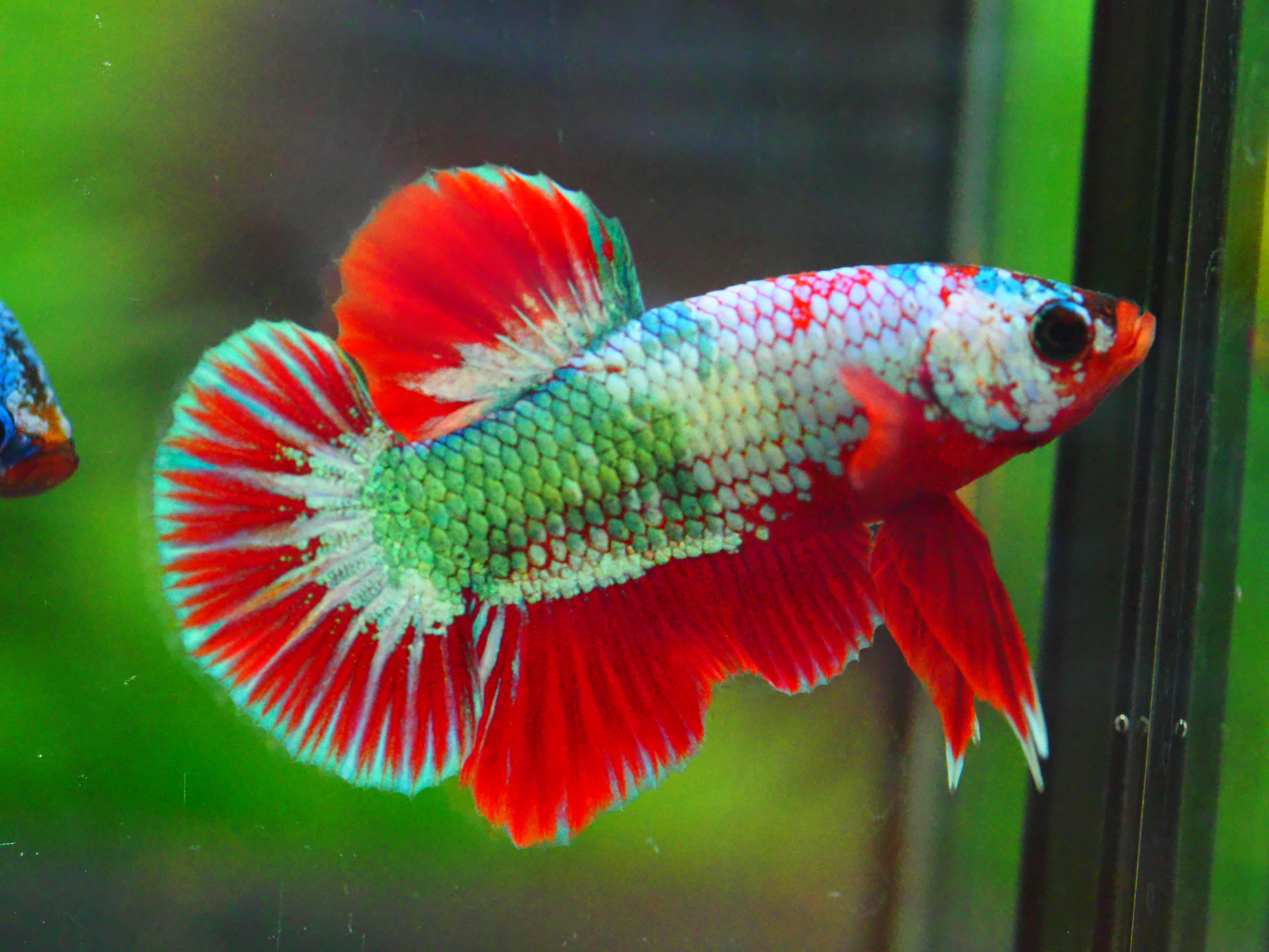 HMPK FANCY MALE GRADE A +++