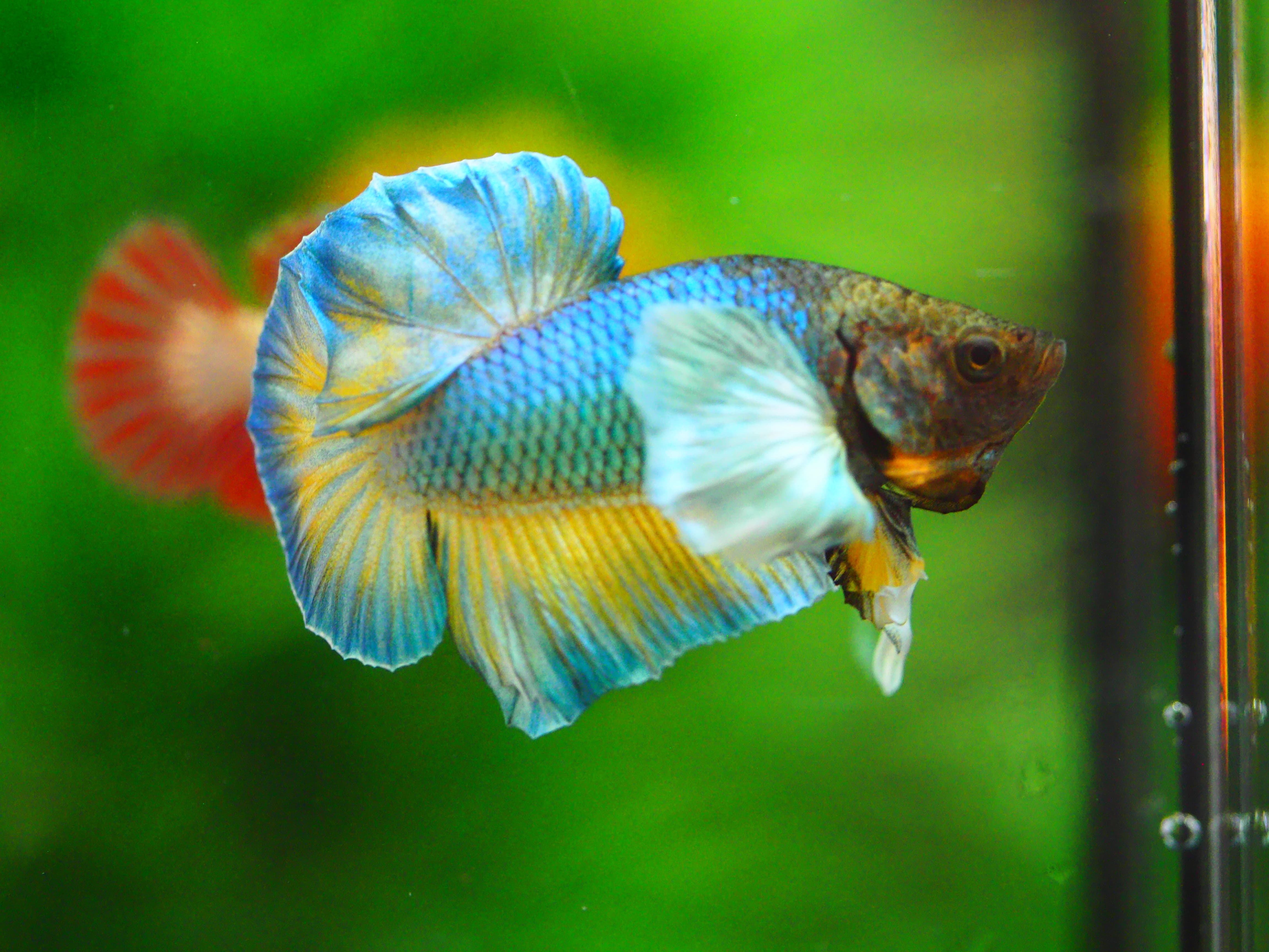 HMPK DUMBO MALE GRADE A +++