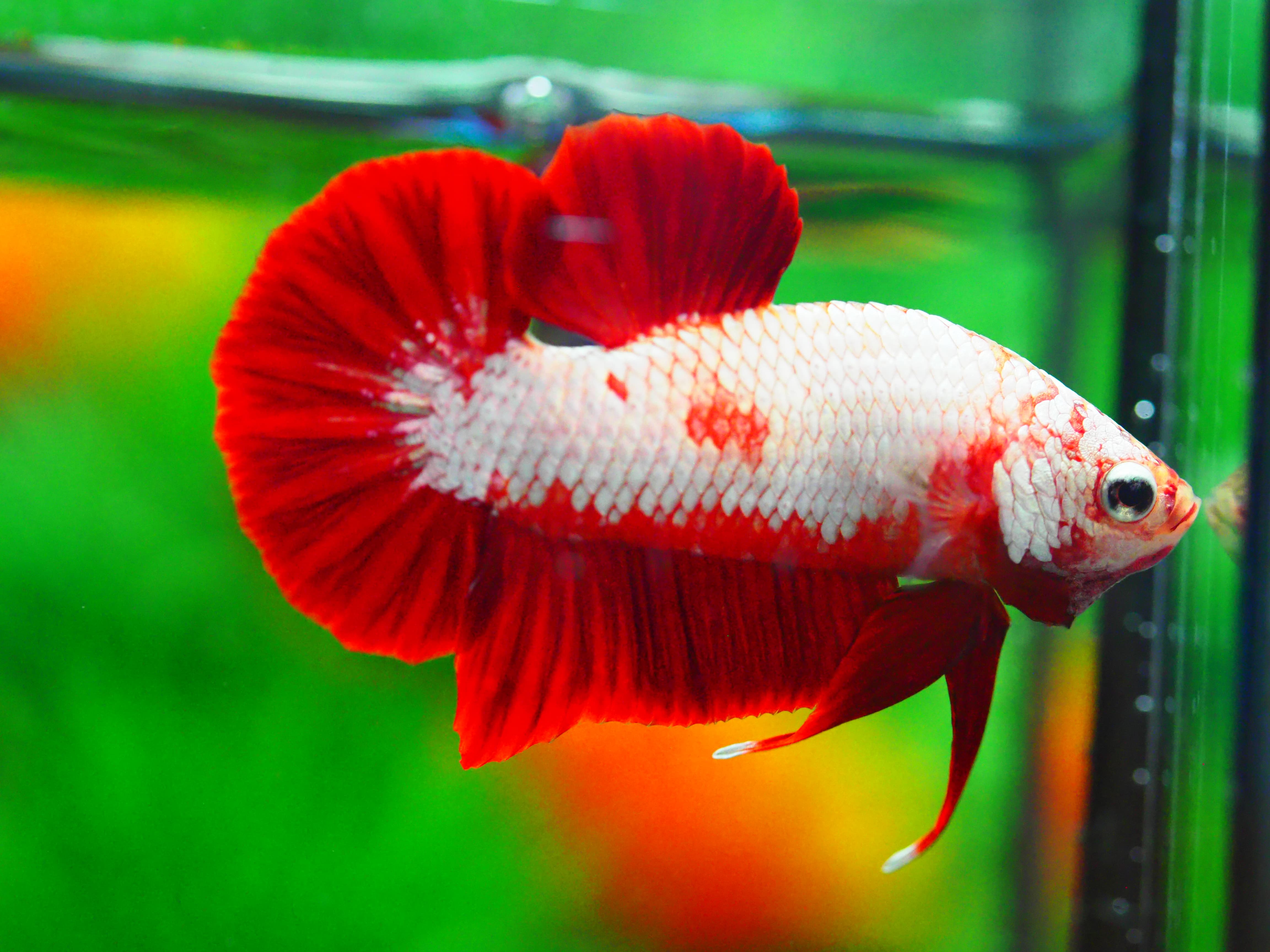 HMPK RGD DRAGON MALE GRADE A +++