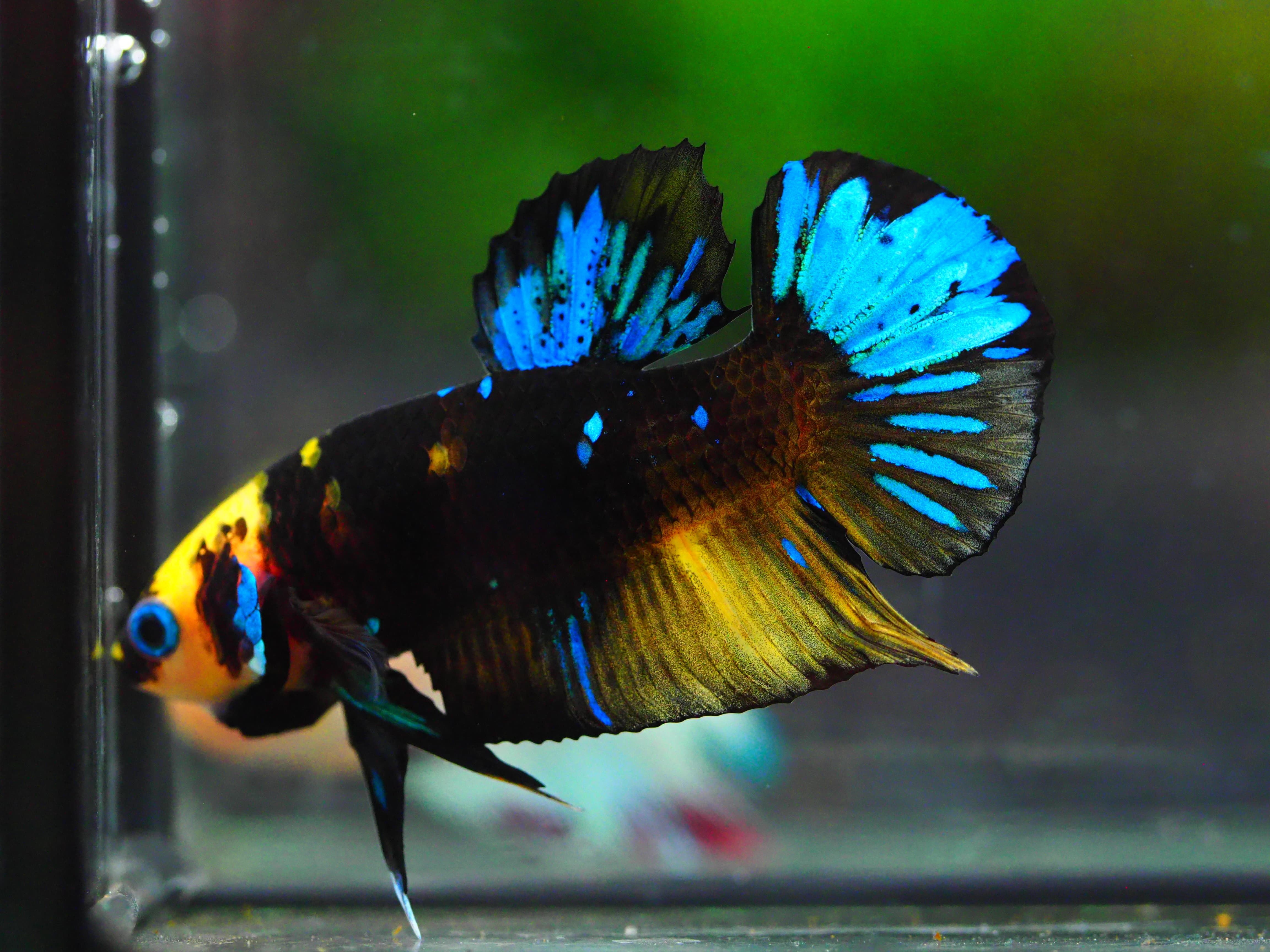 HMPK KOI GALAXY MALE GRADE A +++