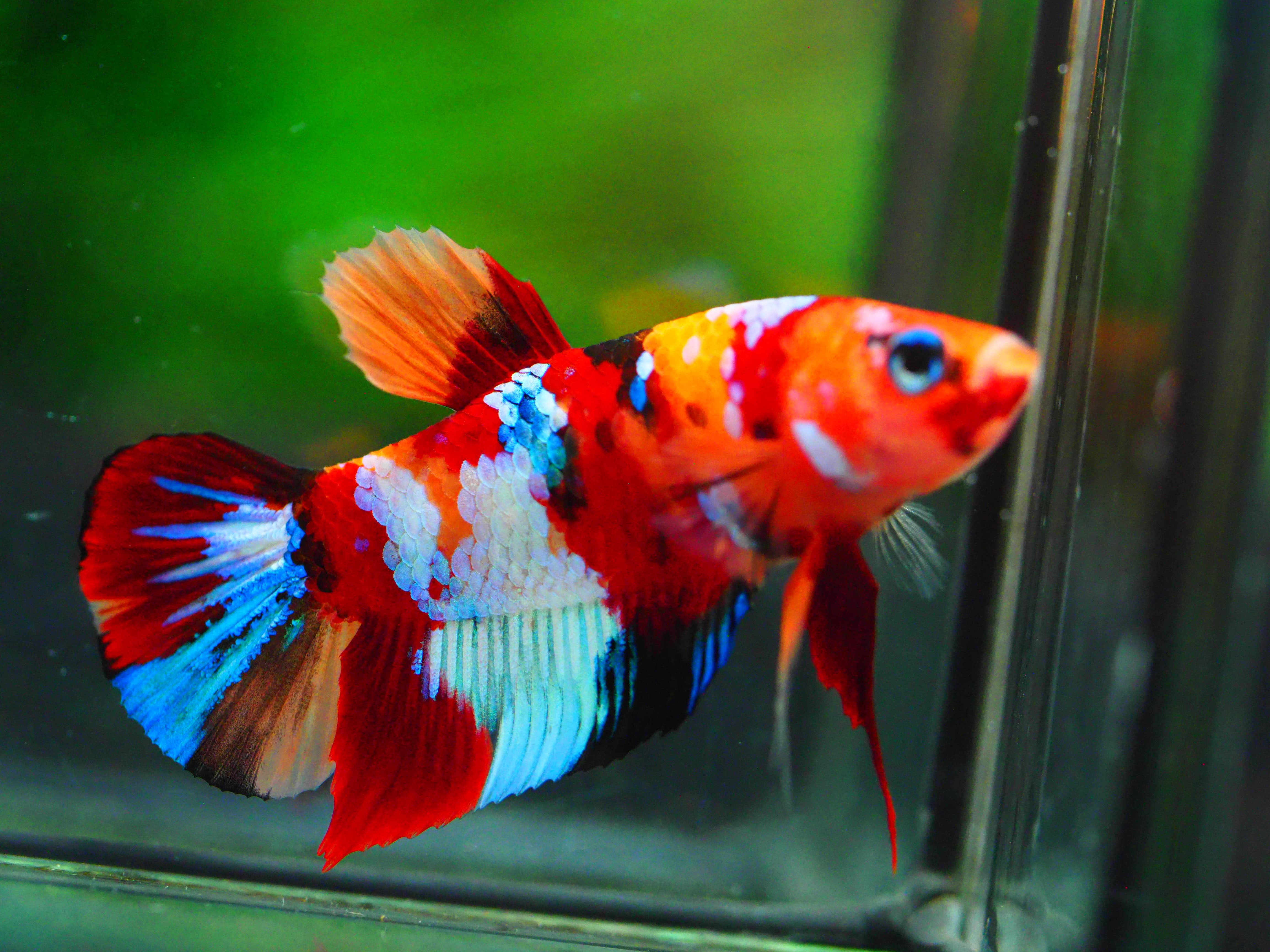 HMPK NEMO GALAXY MALE GRADE A +++