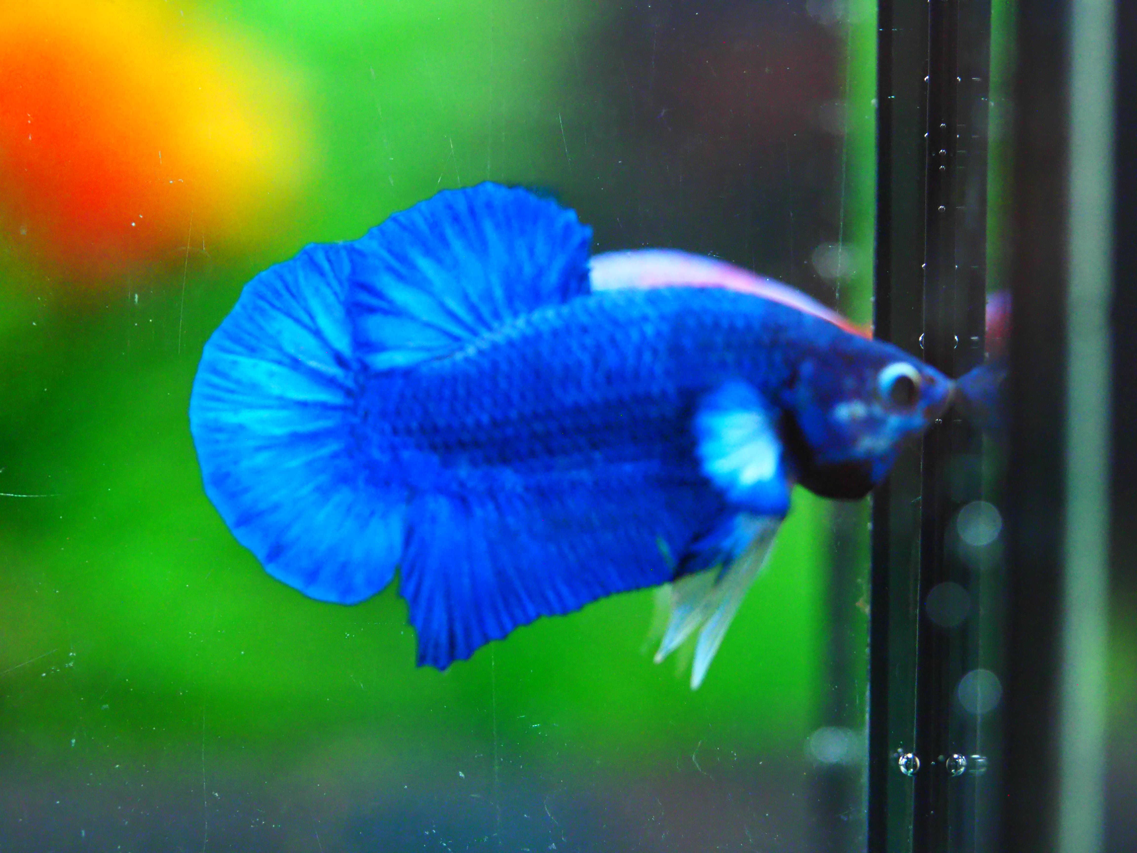 HMPK FANCY MALE GRADE A +++