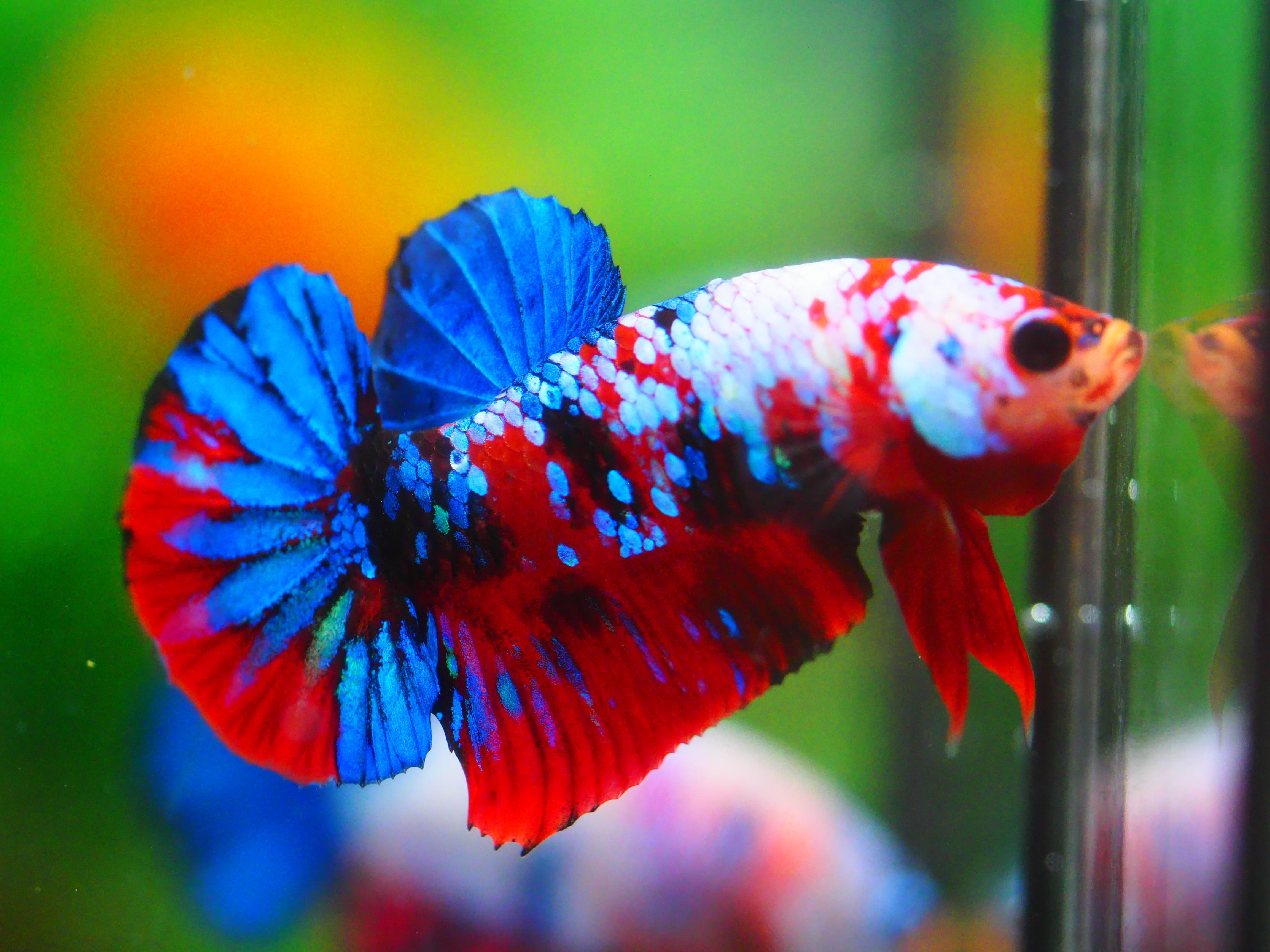 HMPK KOI GALAXY MALE GRADE A +++