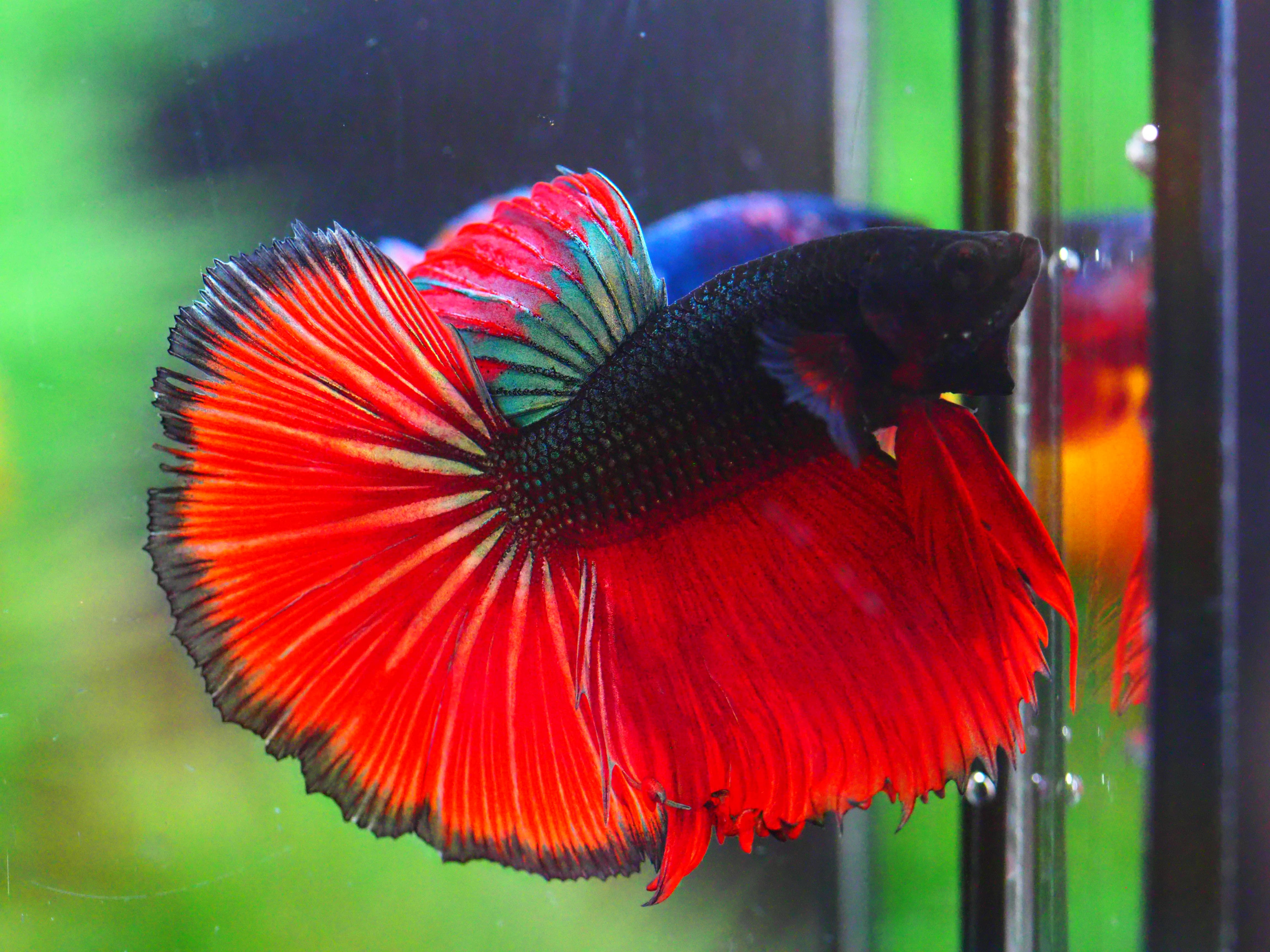 HM FANCY MALE GRADE A +++