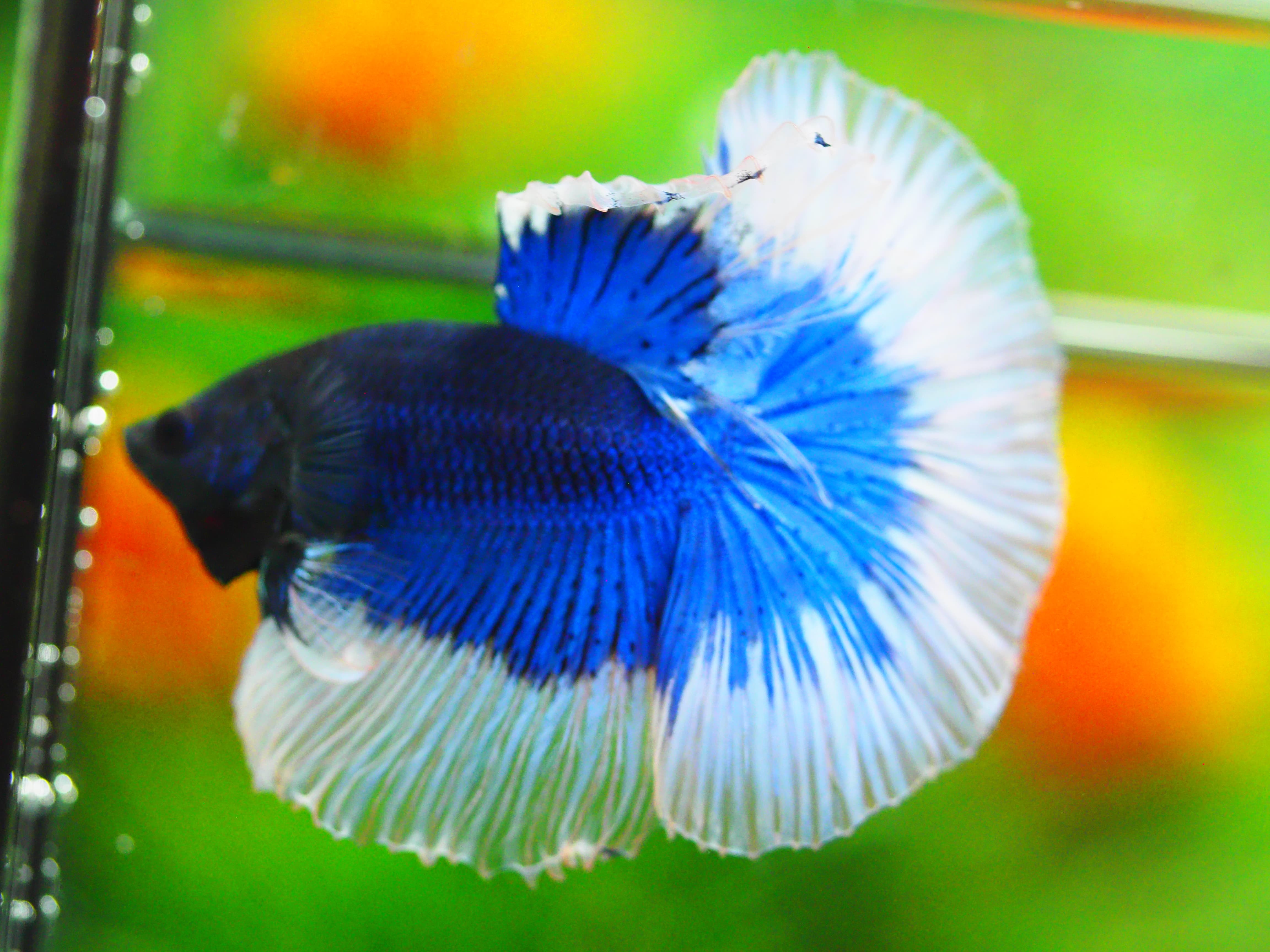 HM FANCY MALE GRADE A +++