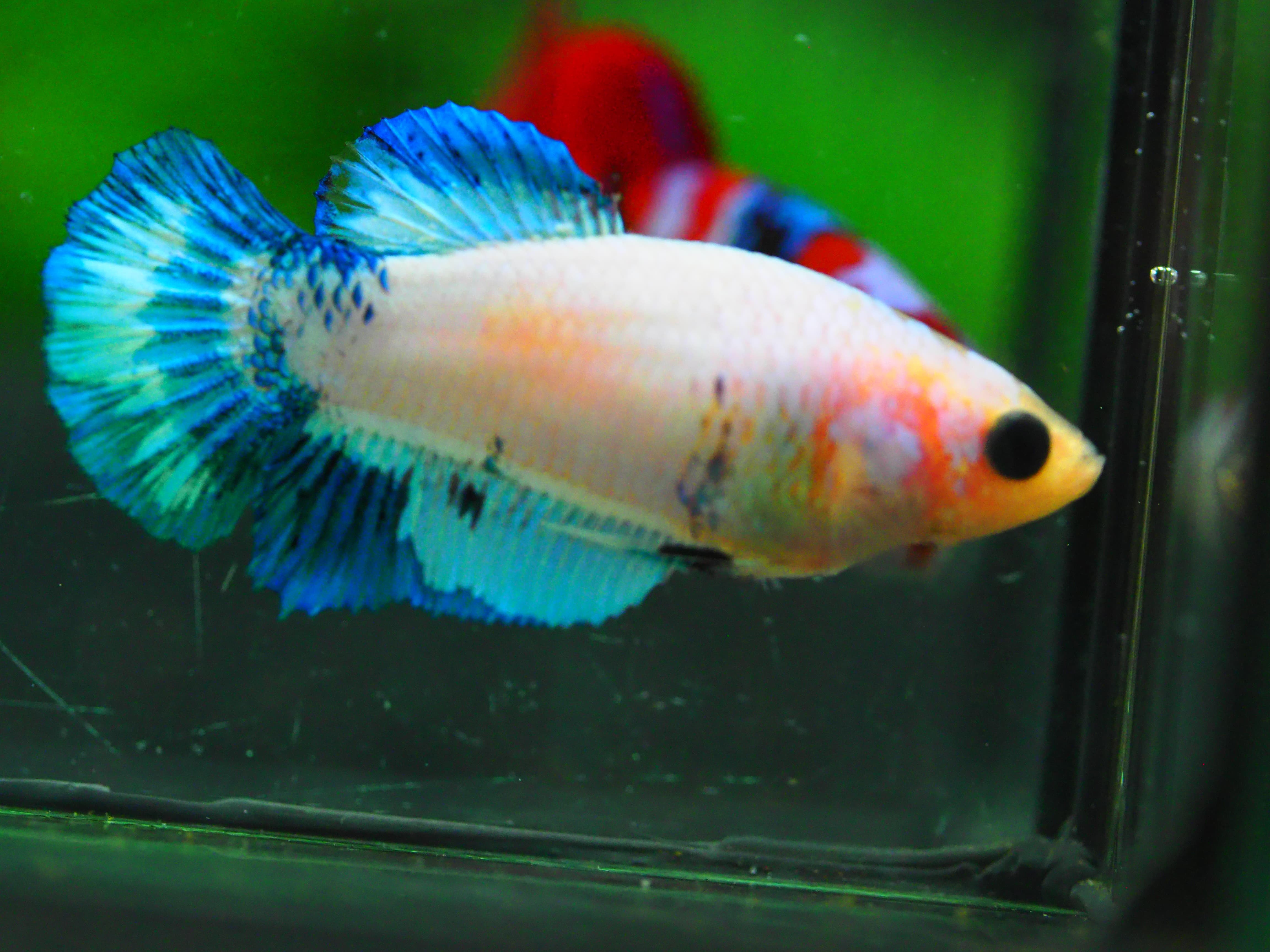 HMPK FANCY FNMALE GRADE A +++