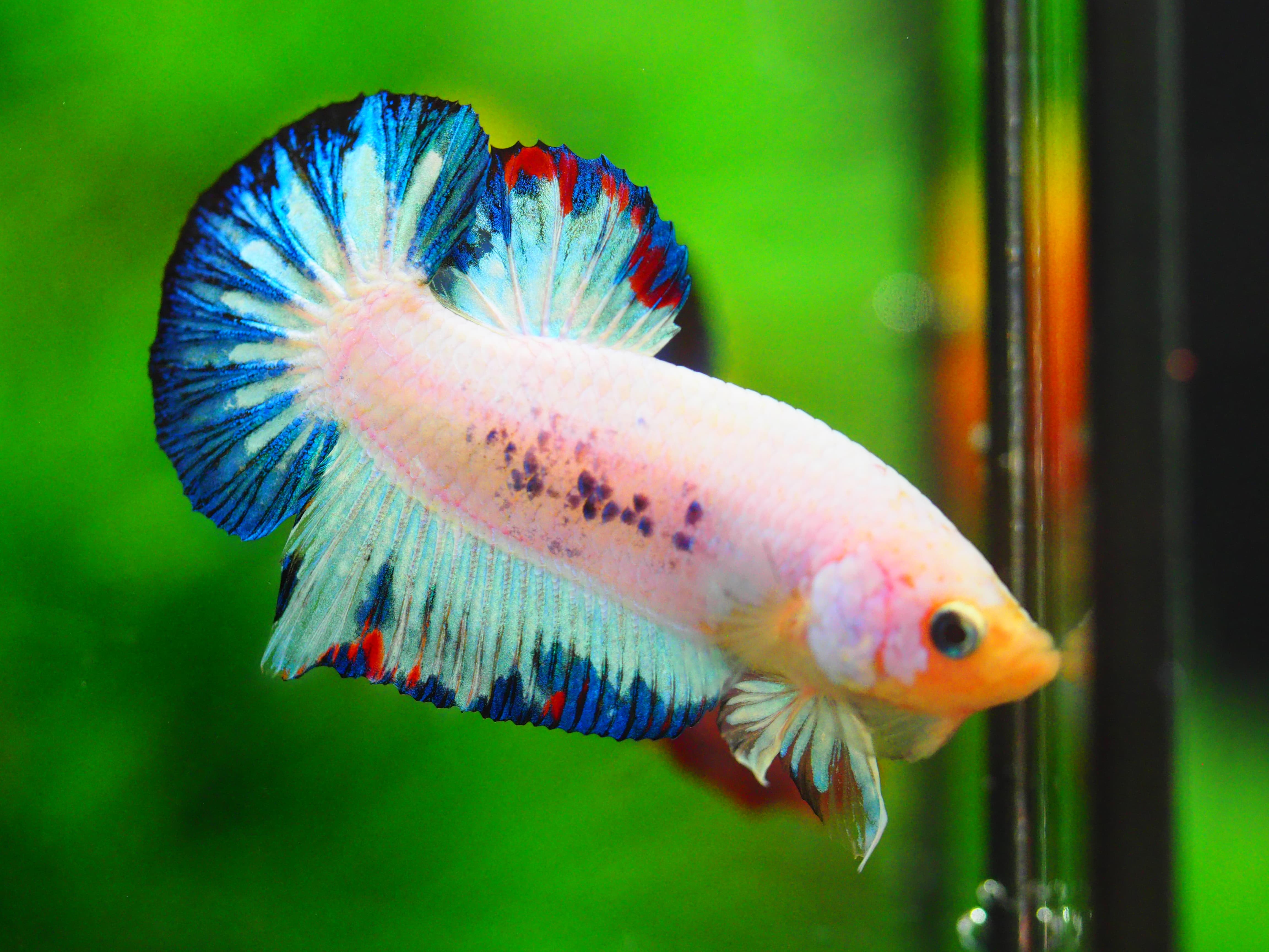 HMPK KOI FANCY MALE GRADE A+++ ปลาเด็ก