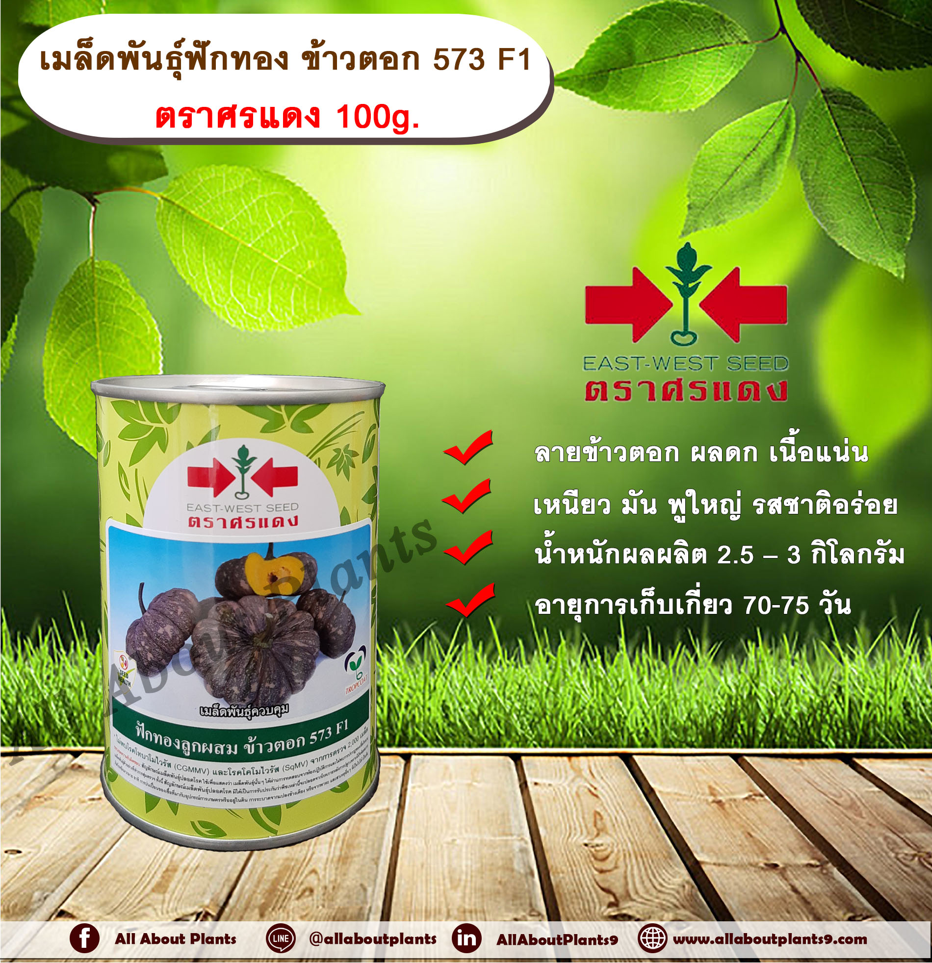 เมล็ดพันธุ์ฟักทอง ข้าวตอก 573 F1 ตราศรแดง 100g. เมล็ดพันธุ์ เมล็ดพันธุ์ผัก เมล็ดพันธุ์พืช เมล็ดพันธุ์ฟักทอง ลายข้าวตอก ผลดก เนื้อแน่น เหนียว มัน พูใหญ่ รสชาติอร่อย กระป๋อง