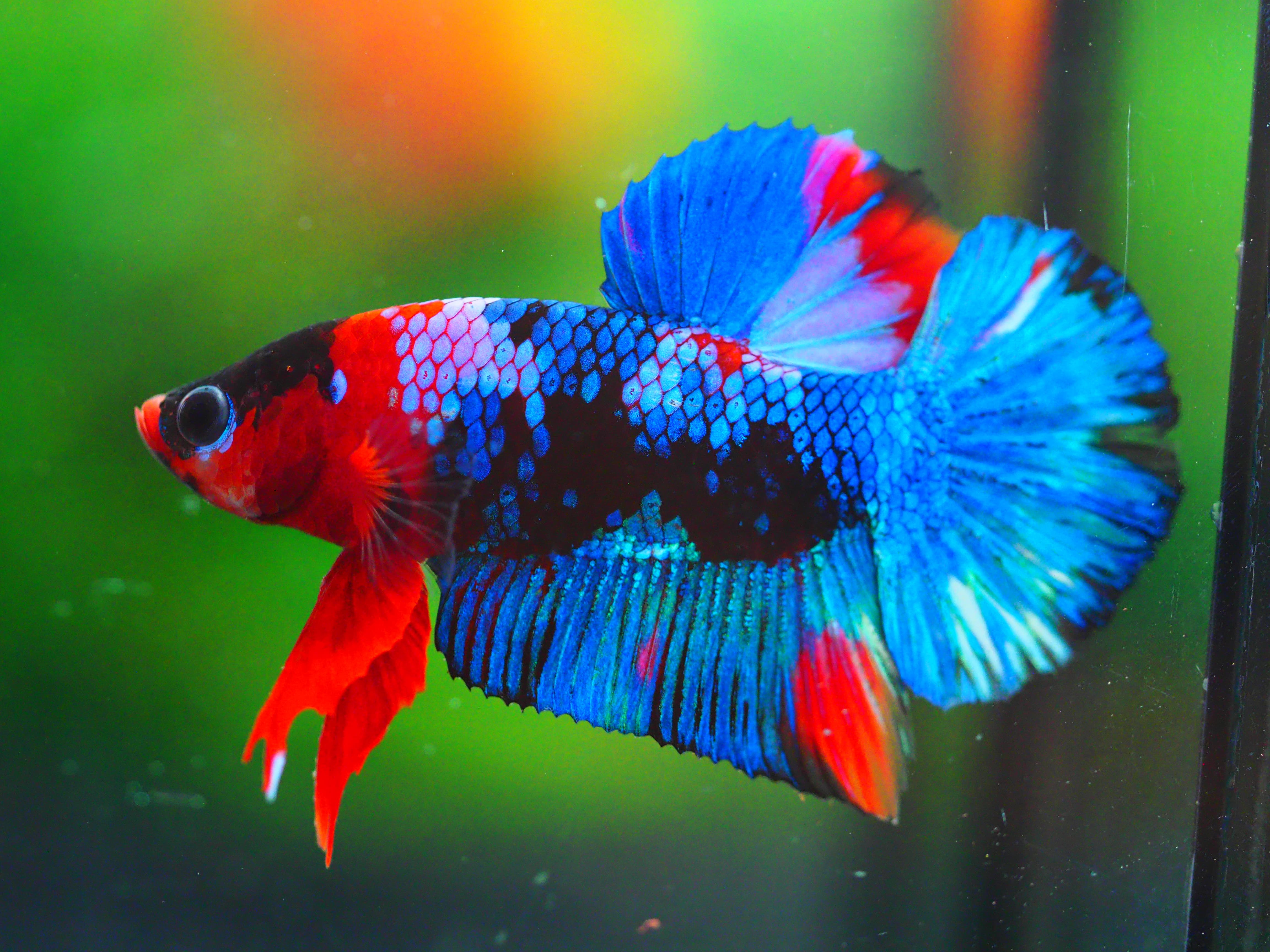 HMPK KOI GALAXY MALE GRADE A +++