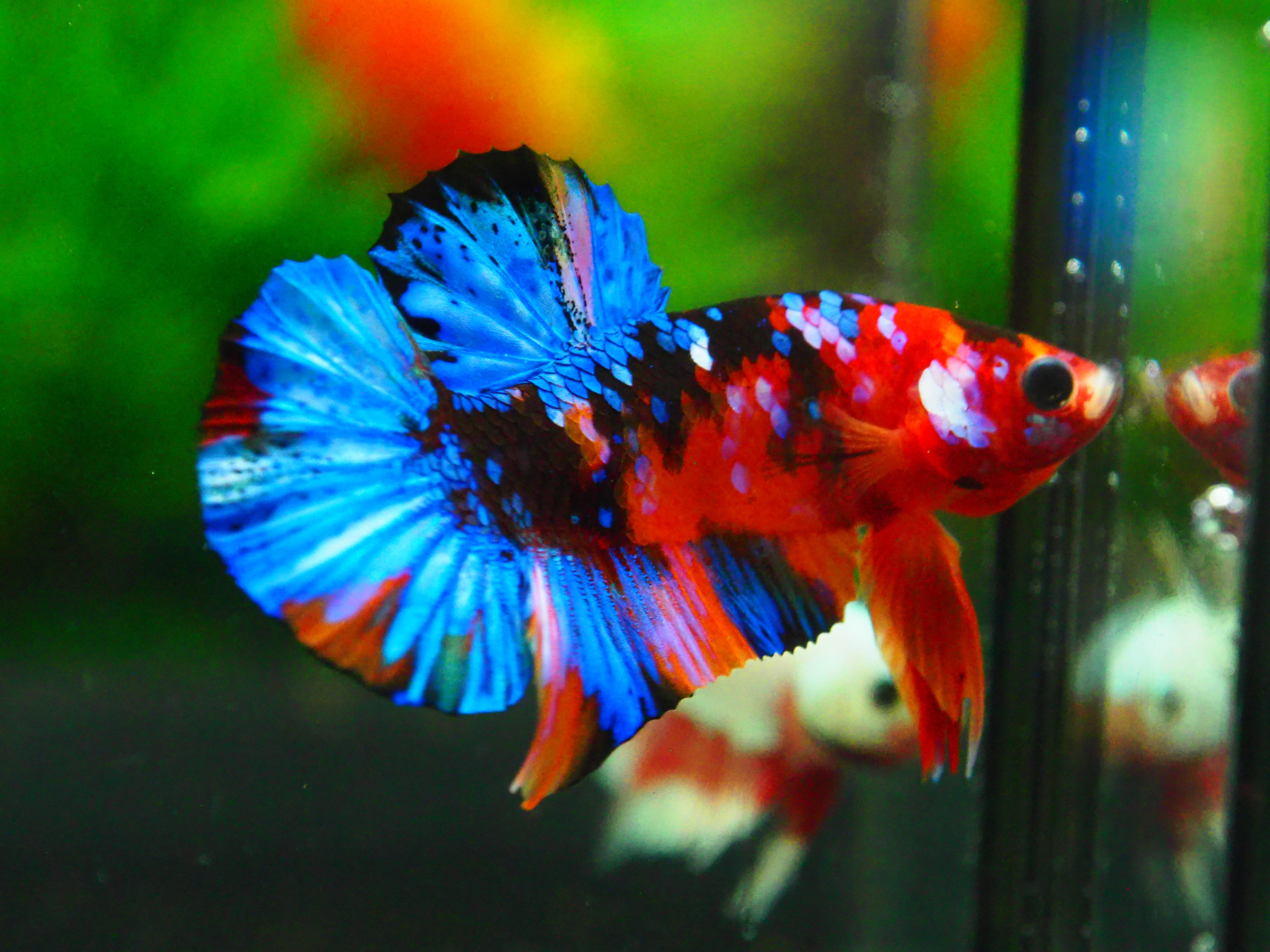 HMPK KOI GALAXY MALE GRADE A +++