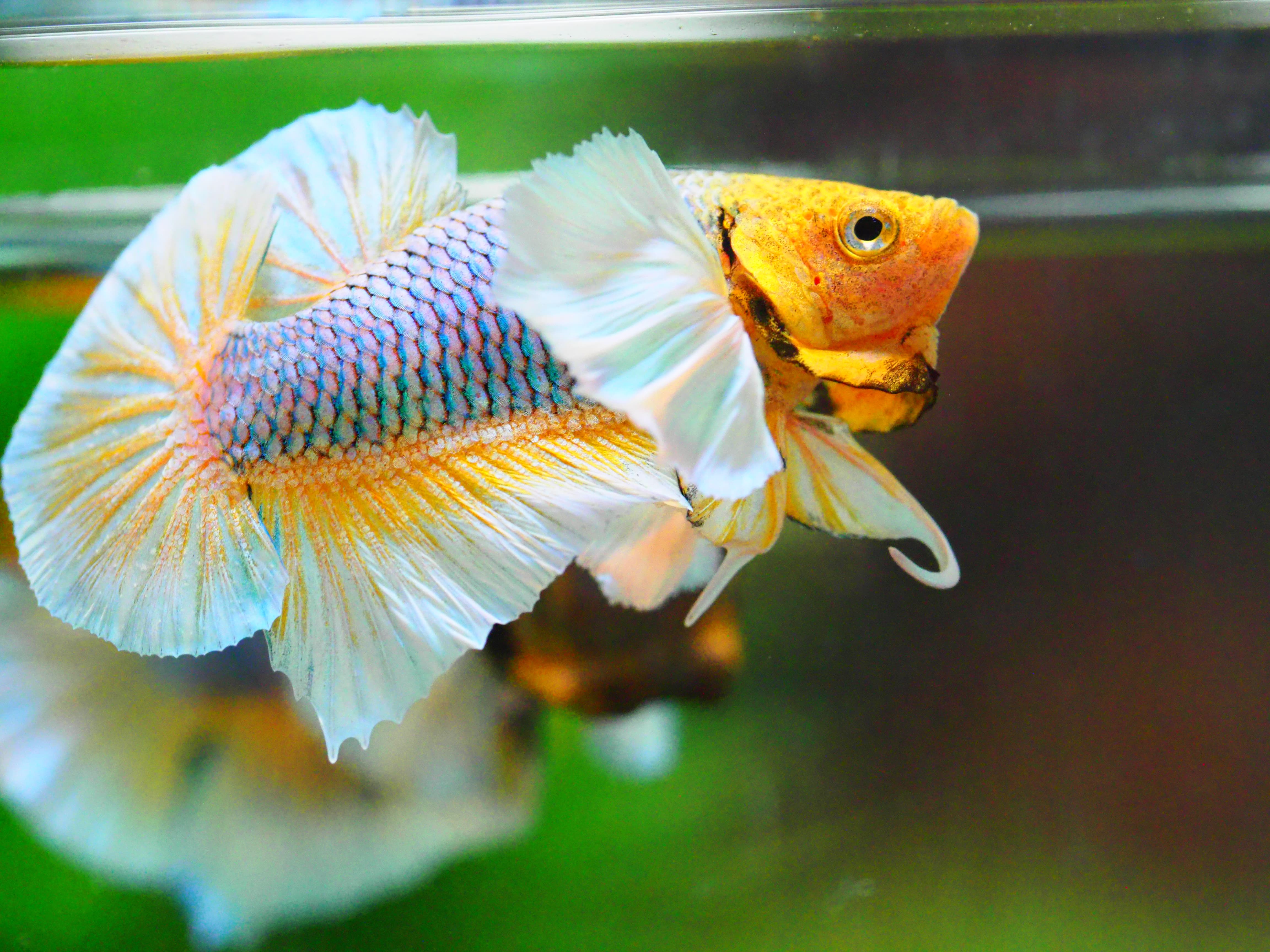 HMPK DUMBO MALE GRADE A +++