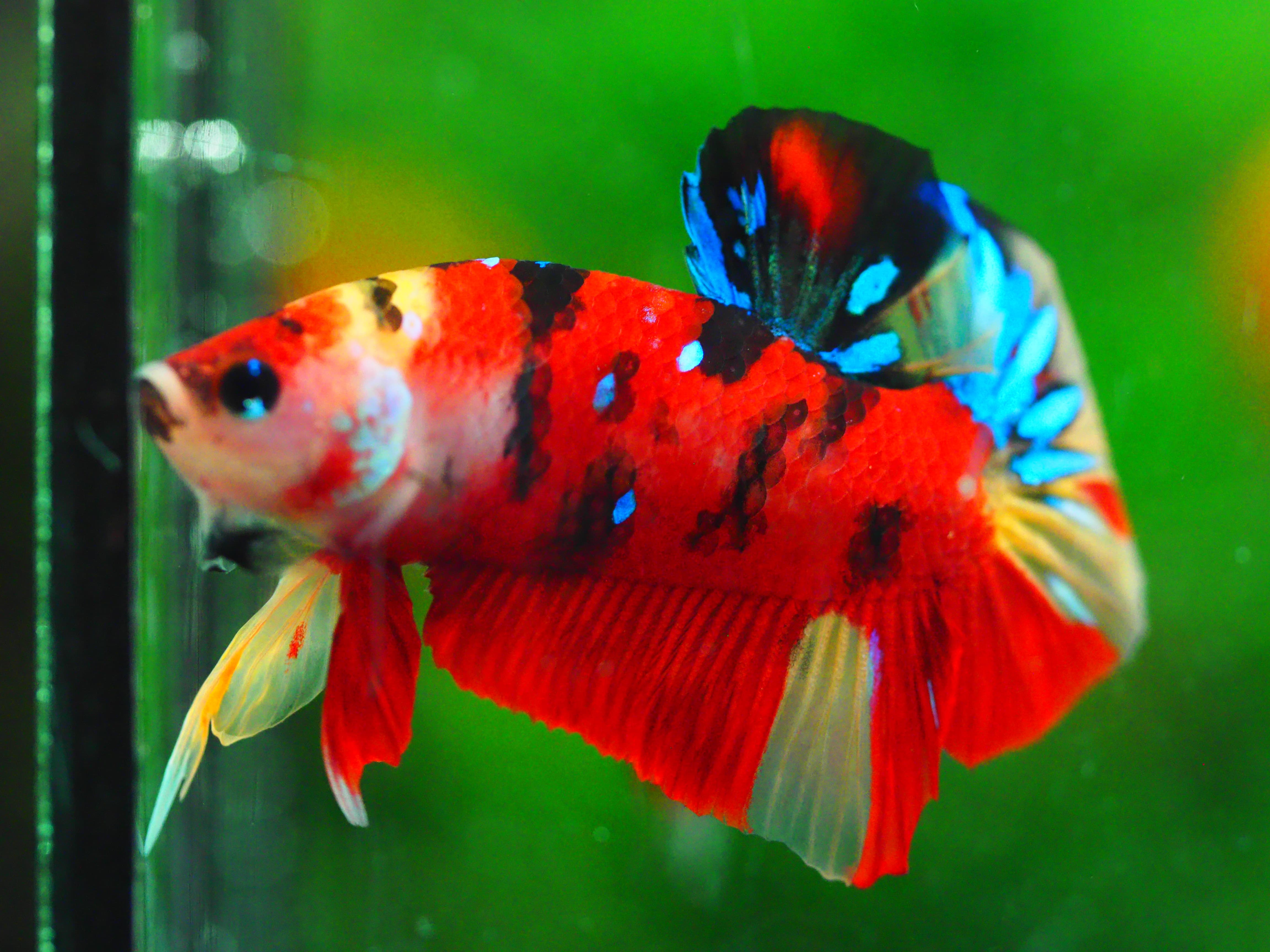 HMPK NEMO GALAXY MALE GRADE A +++