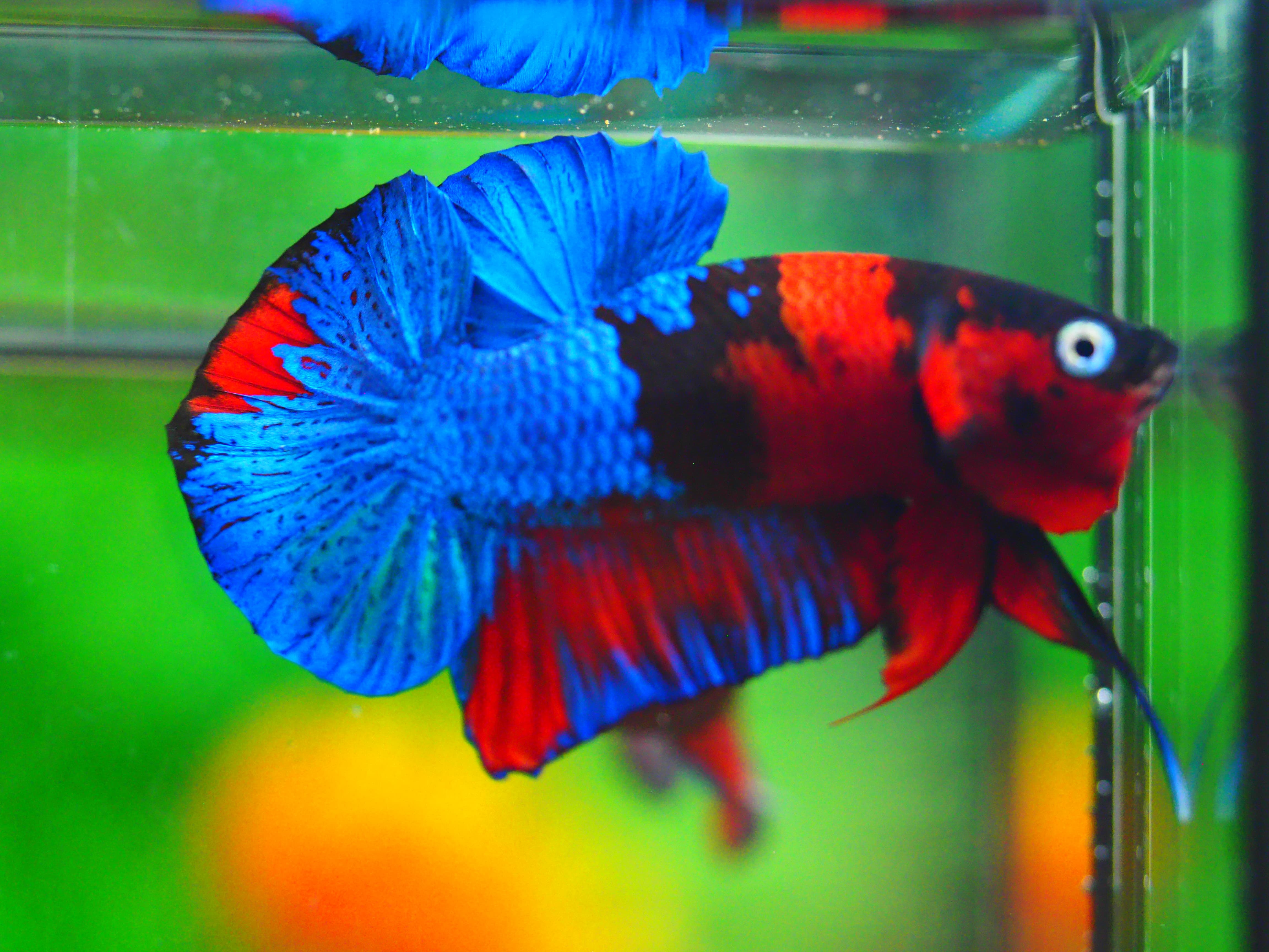 HMPK KOI GALAXY MALE GRADE A +++