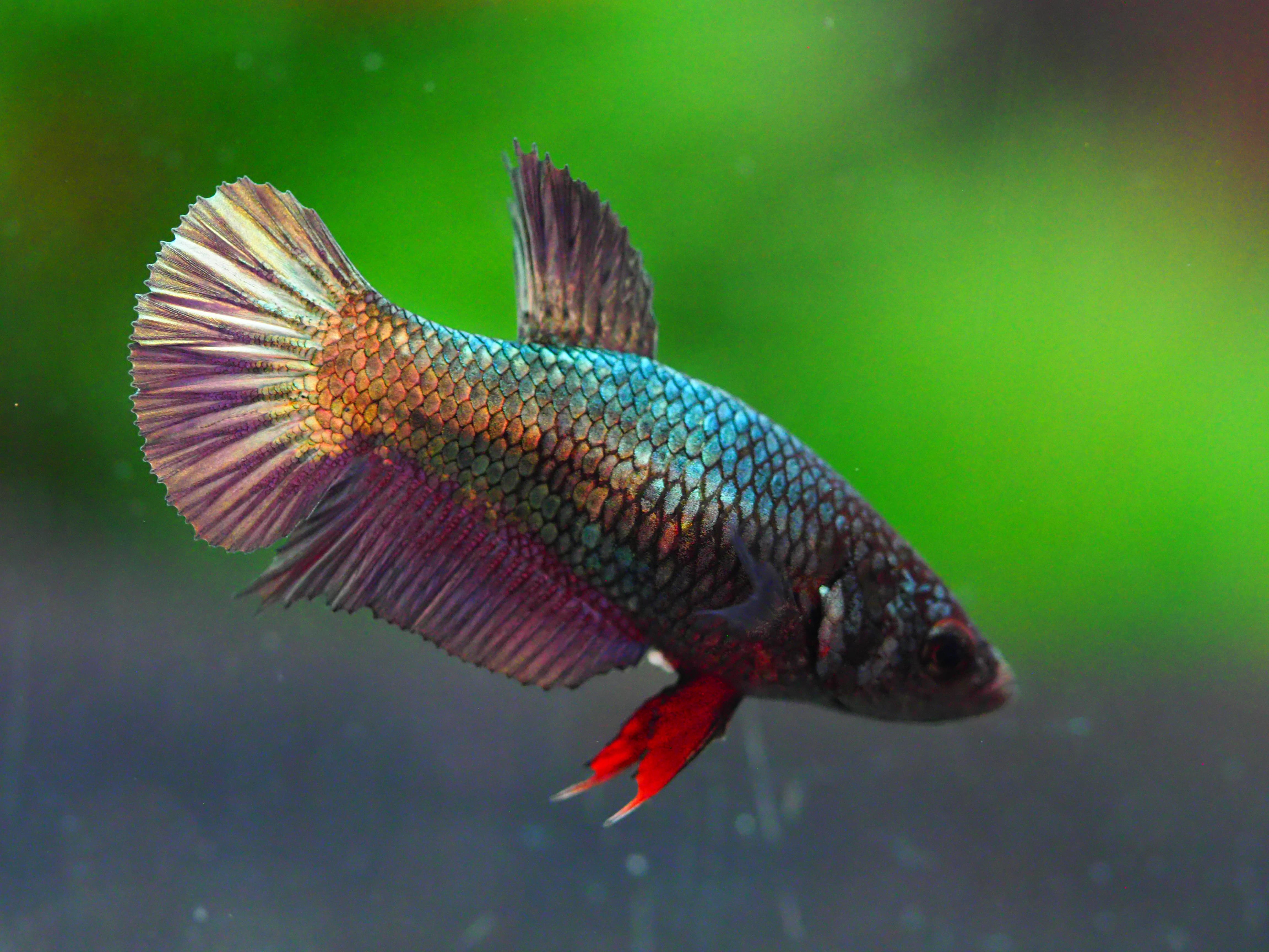 HMPK COPPER FNMALE GRADE A +++