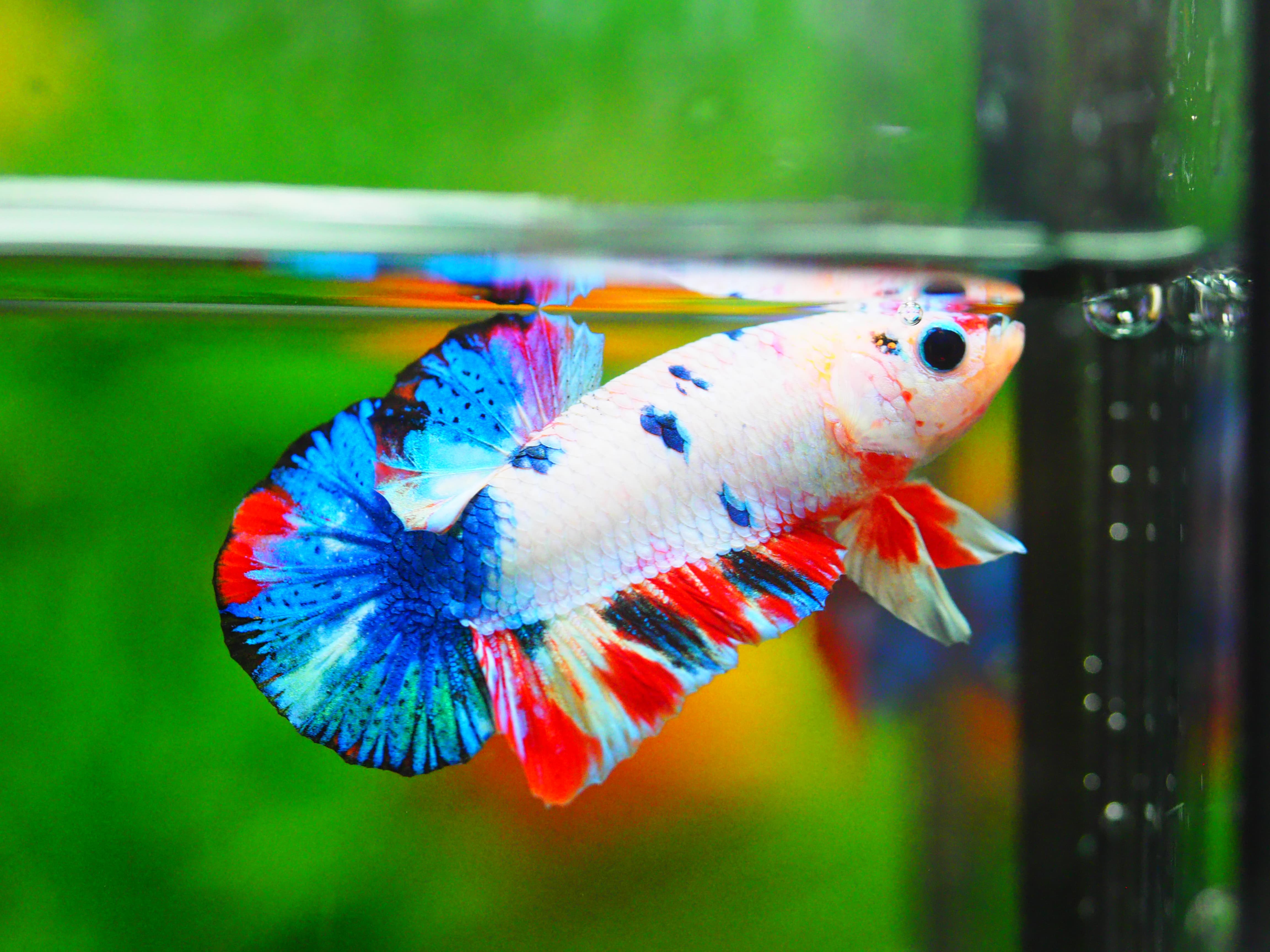 HMPK KOI FANCY MALE GRADE A +++