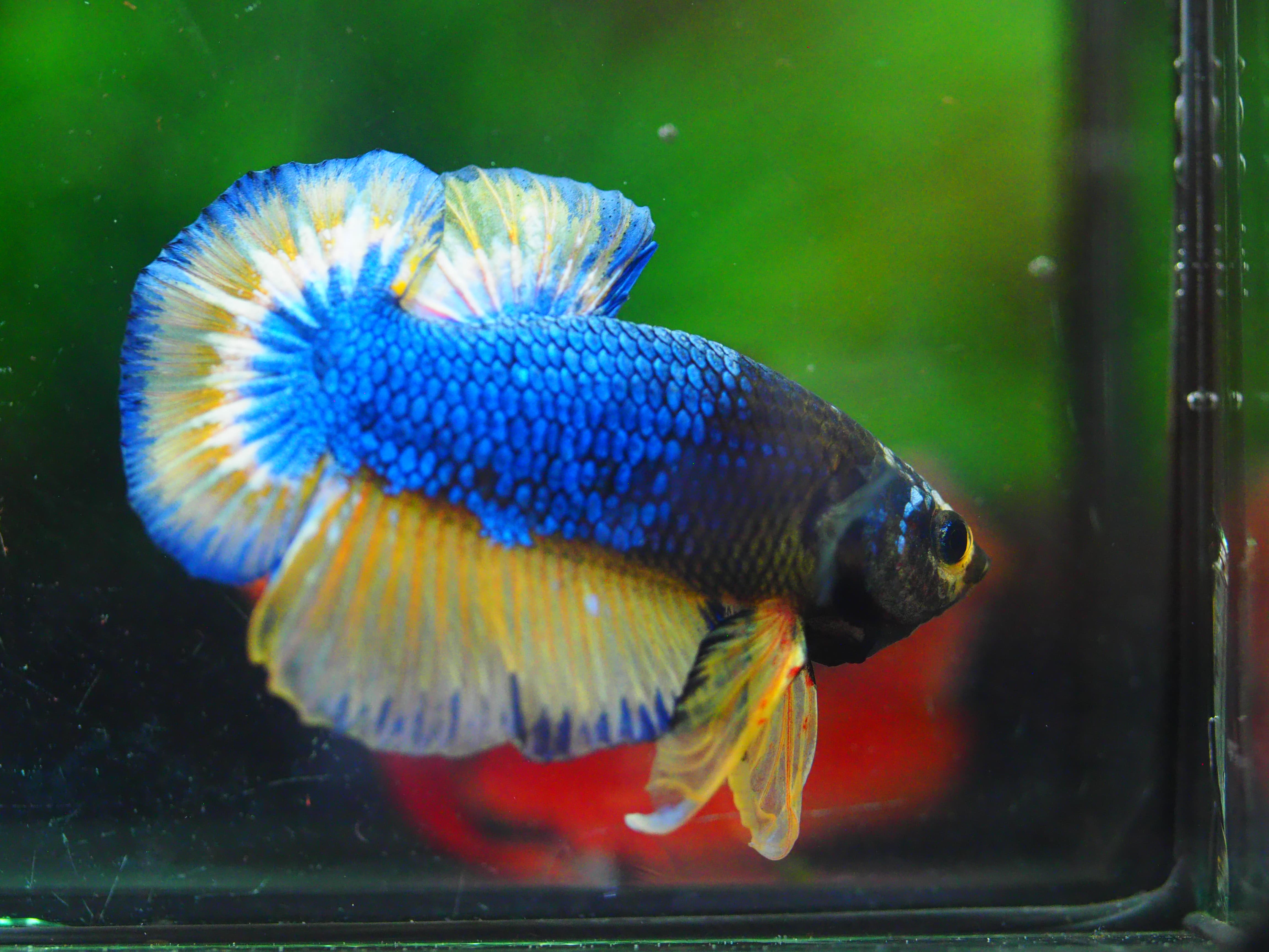 HMPK FANCY MALE GRADE A++