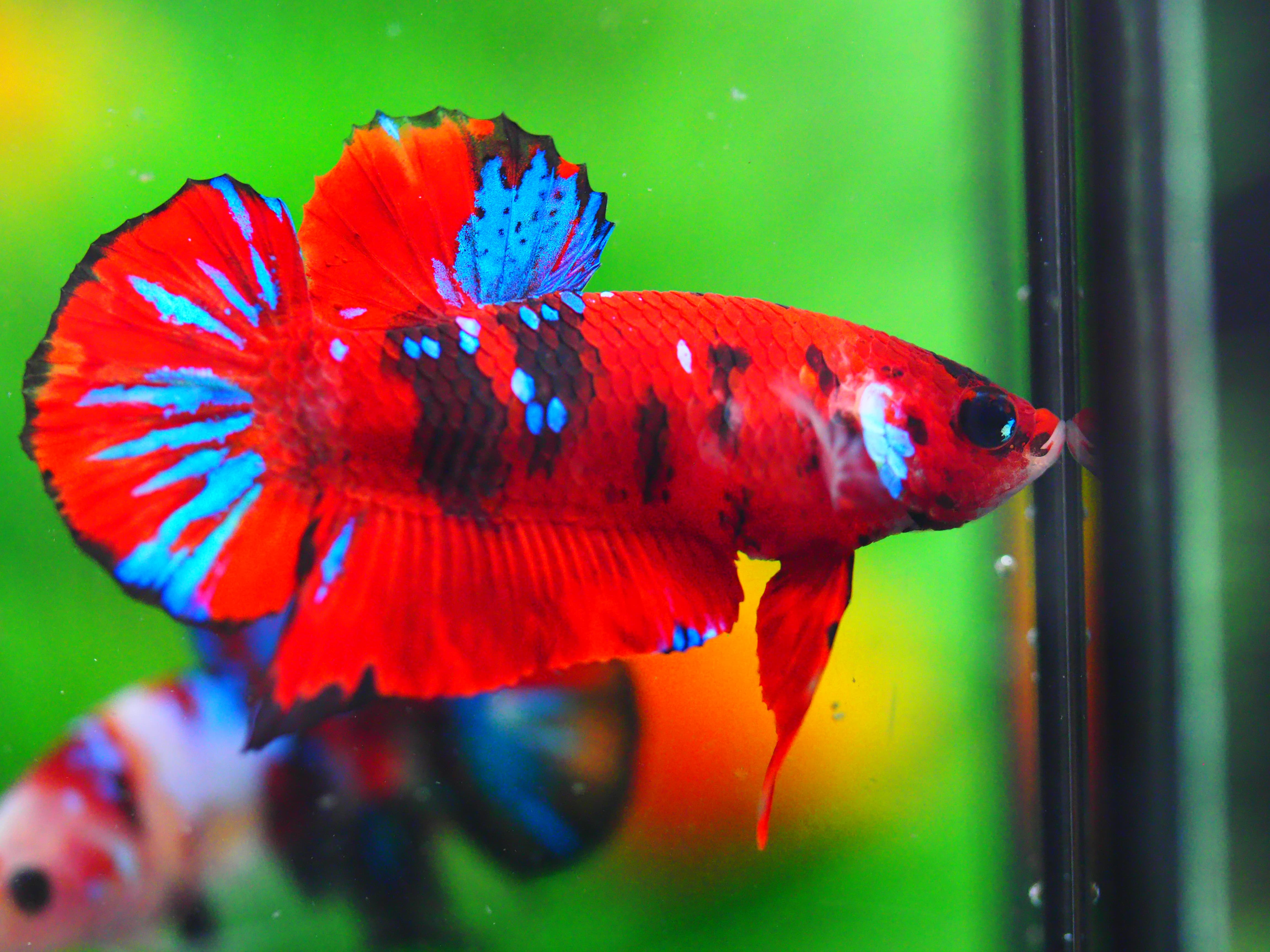 HMPK KOI GALAXY MALE GRADE A +++