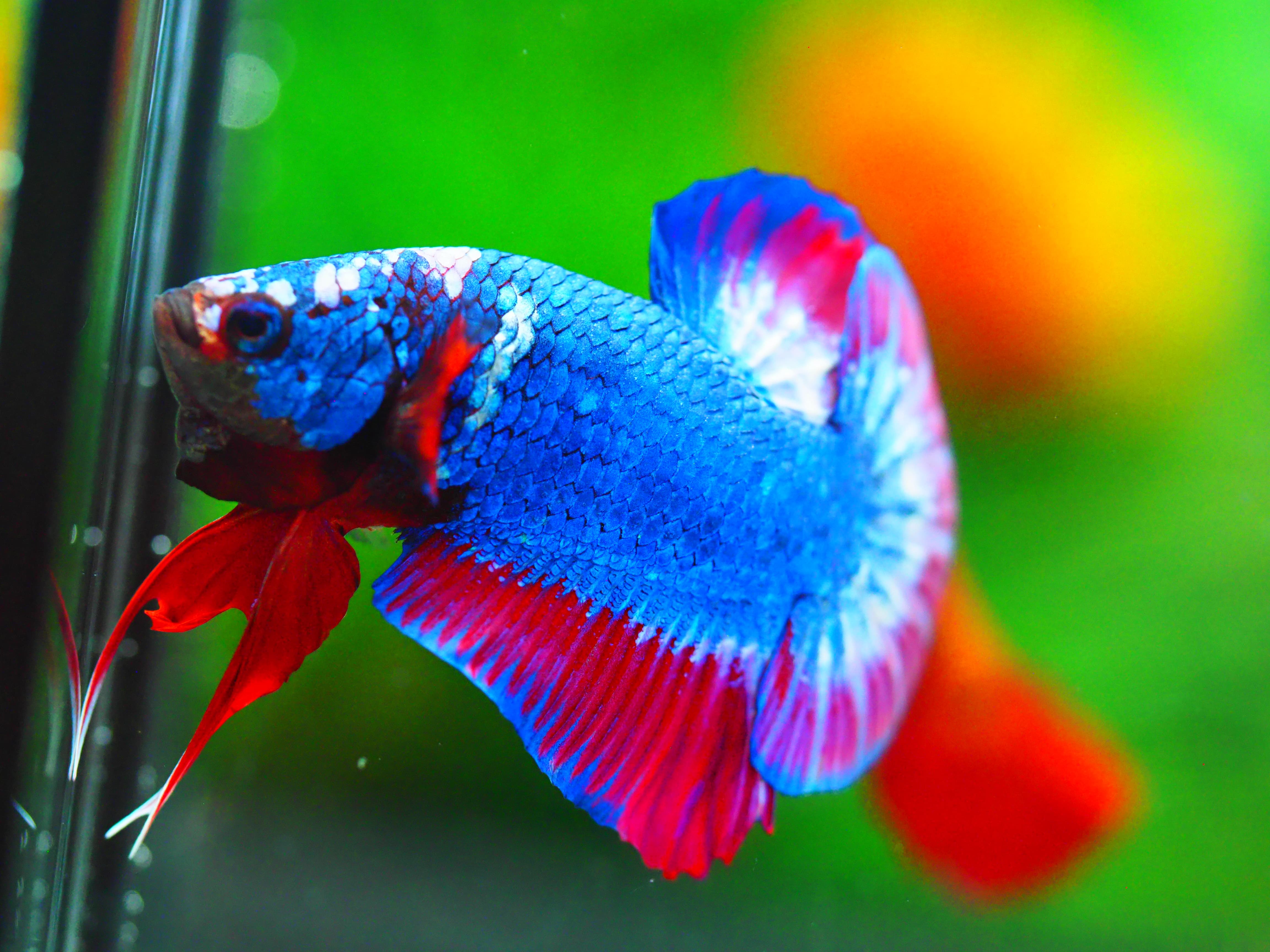 HMPK FANCY MALE GRADE A +++