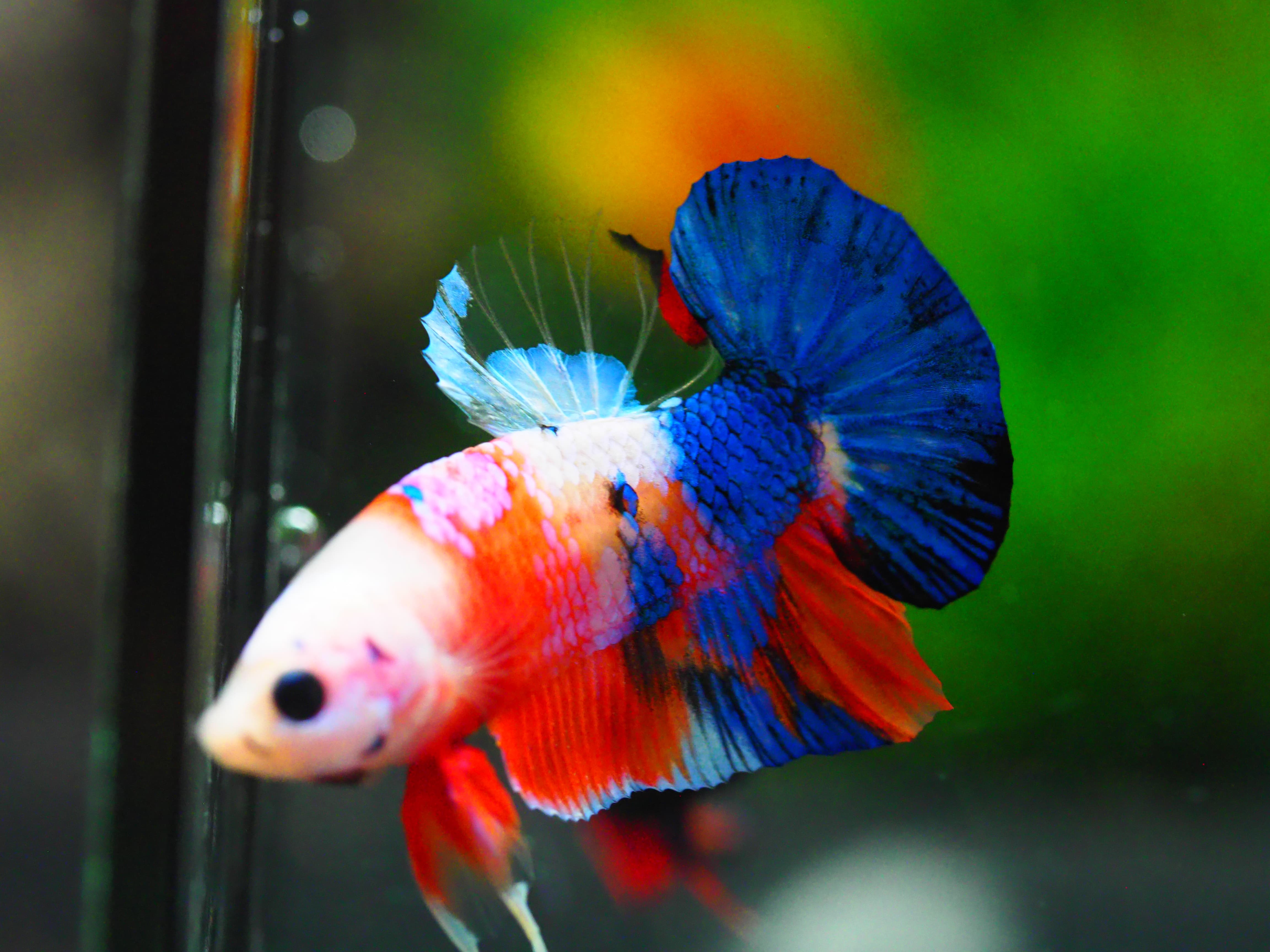 HMPK KOI GALAXY MALE GRADE A +++