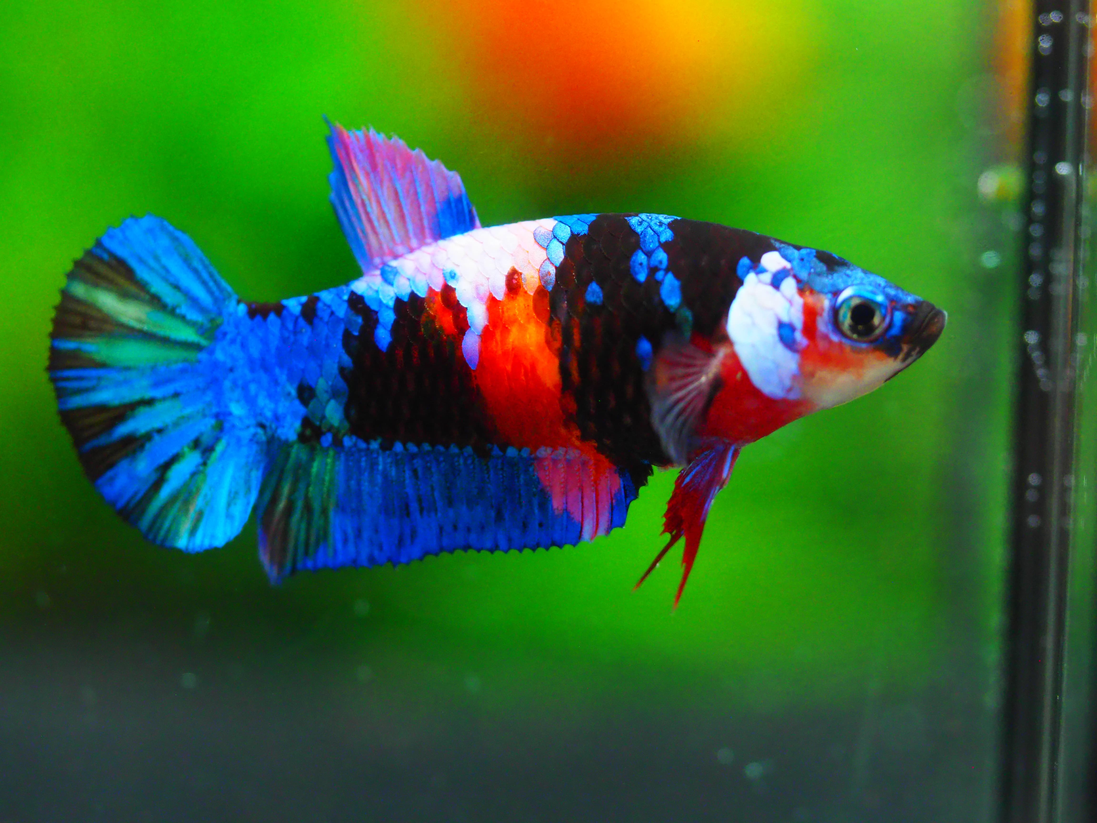 HMPK KOI GALAXY FN MALE GRADE A +++