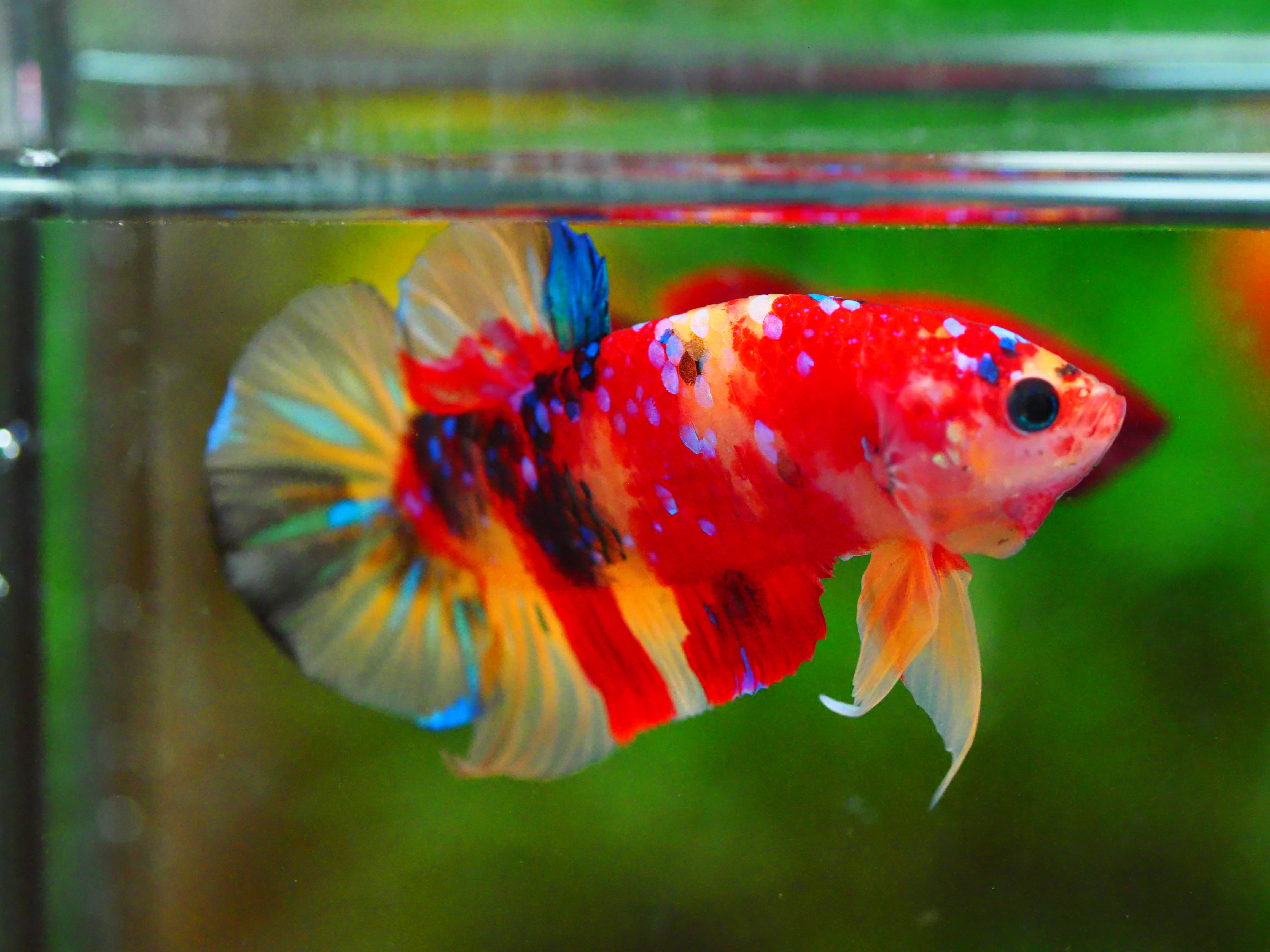 HMPK NEMO GALAXY MALE GRADE A +++