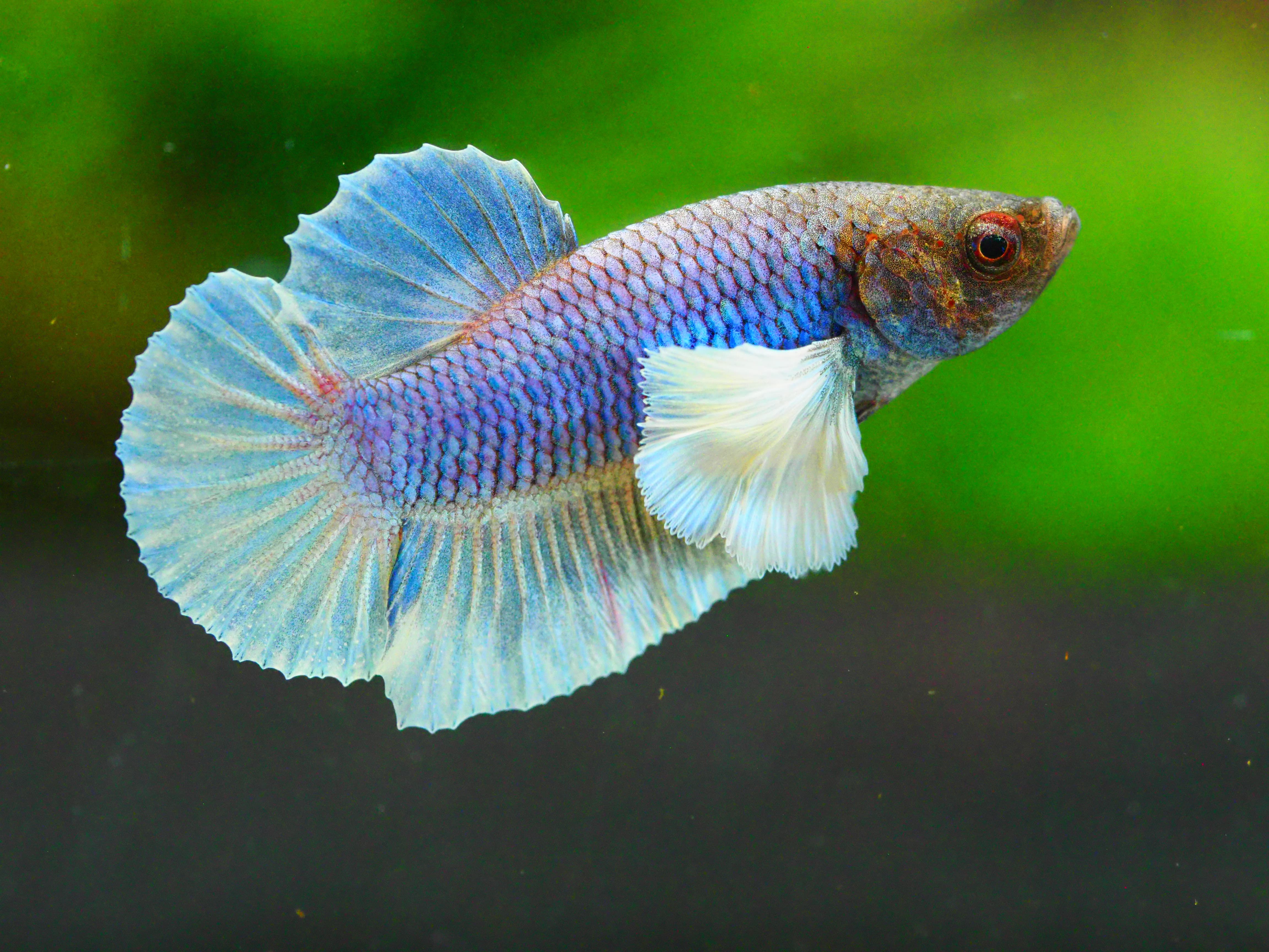 HMPK DUMBO MALE GRADE A +++