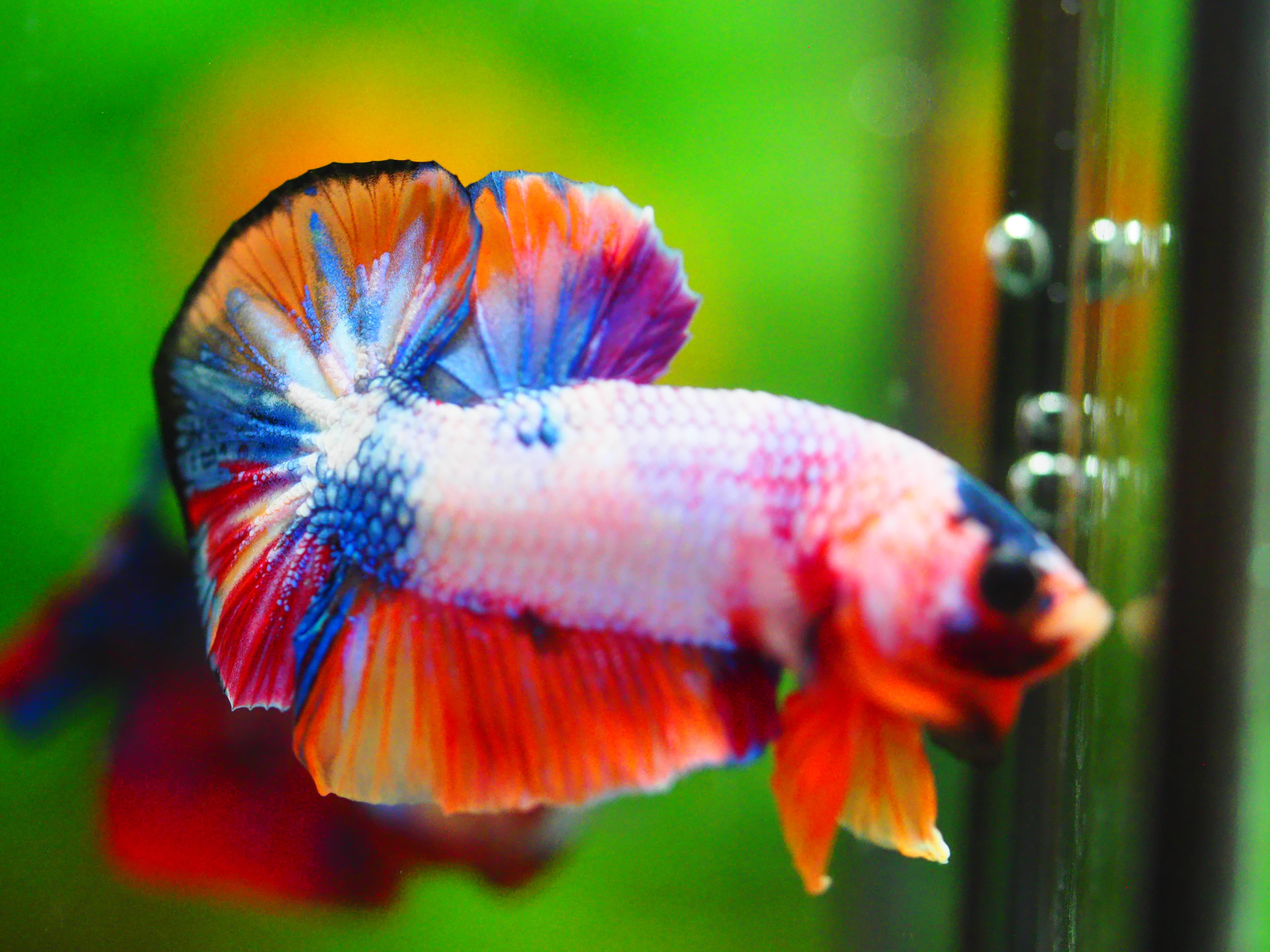 HMPK KOI FANCY MALE GRADE A +++