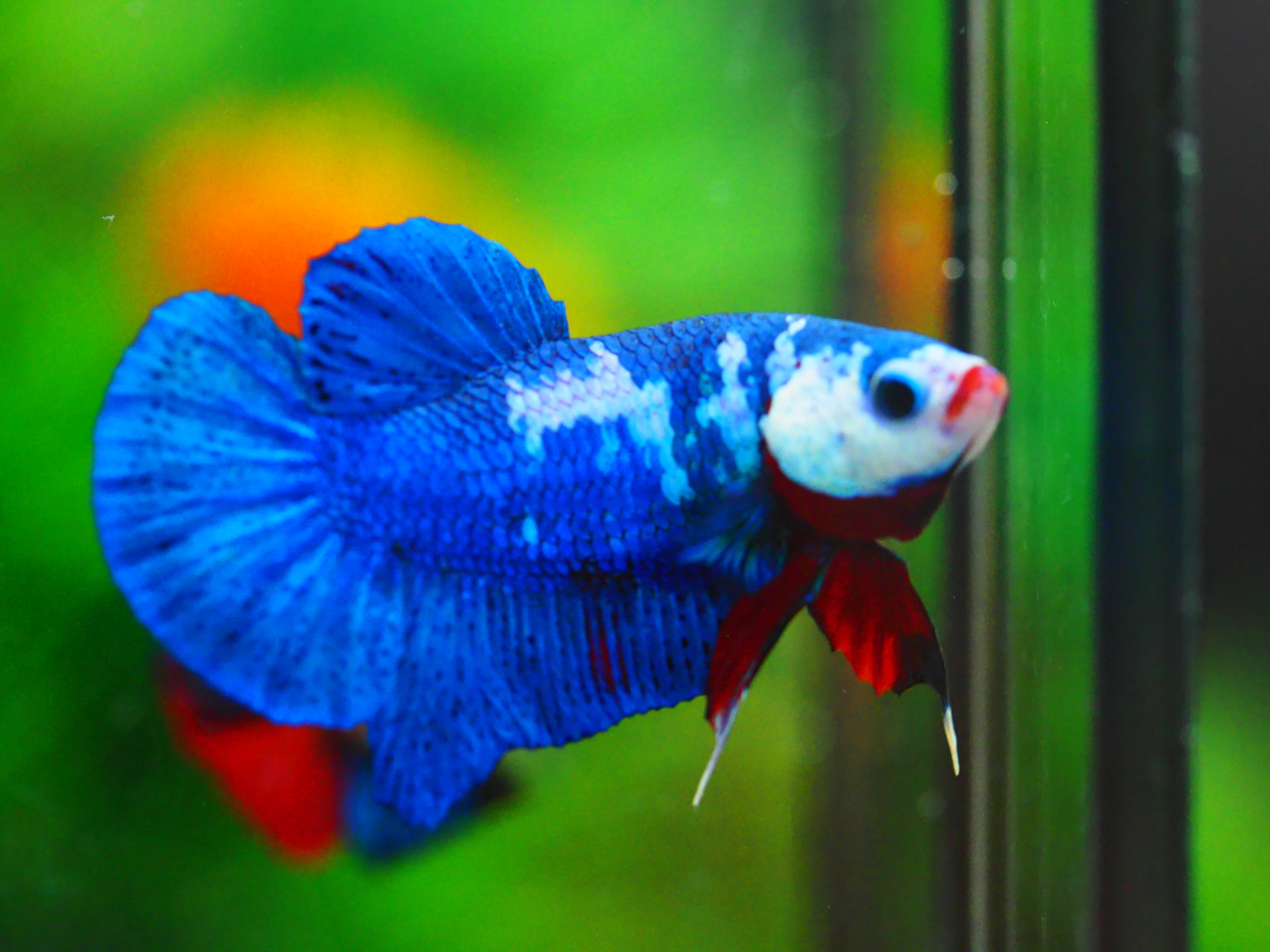 HMPK KOI GALAXY MALE GRADE A +++