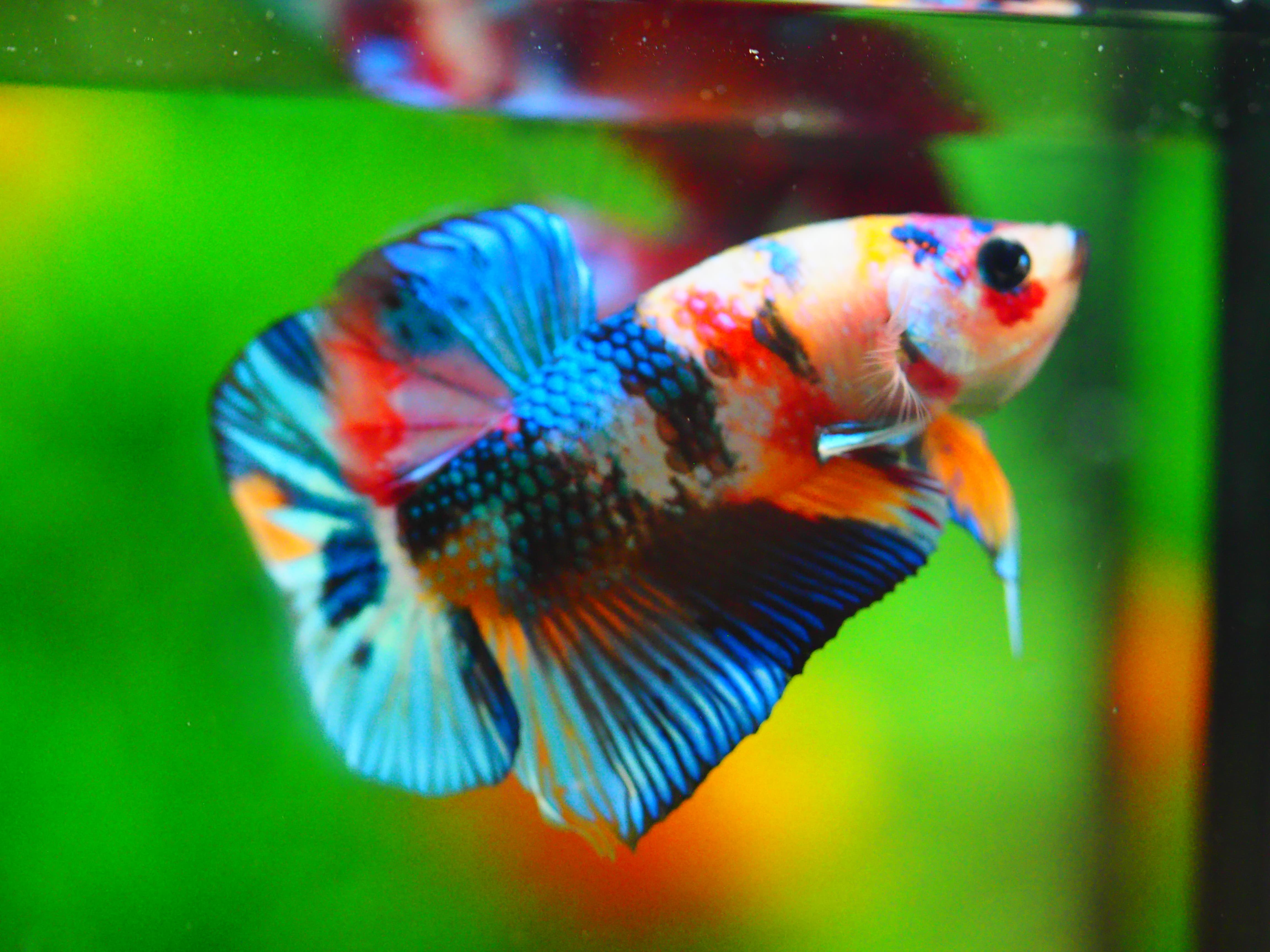 HMPK KOI GALAXY MALE GRADE A +++