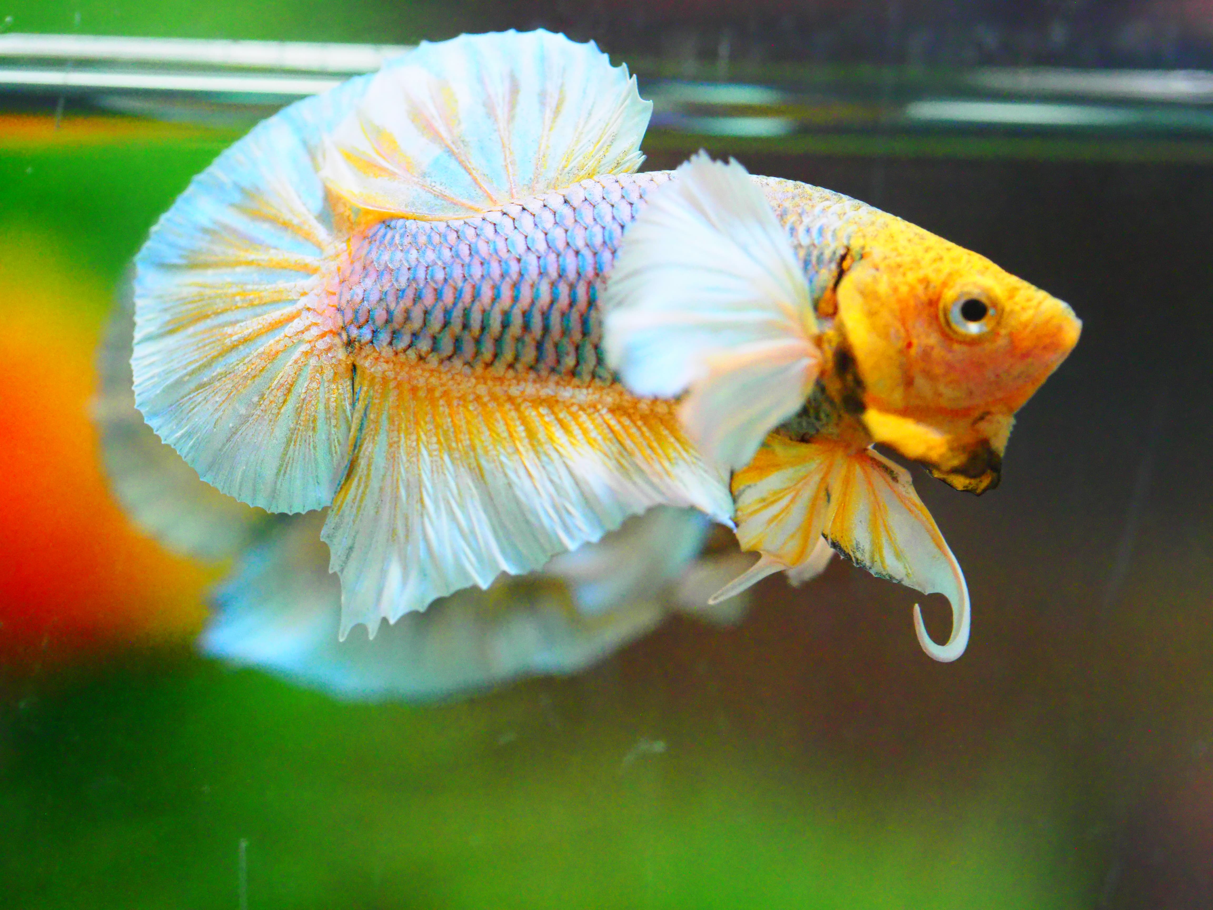 HMPK DUMBO MALE GRADE A +++