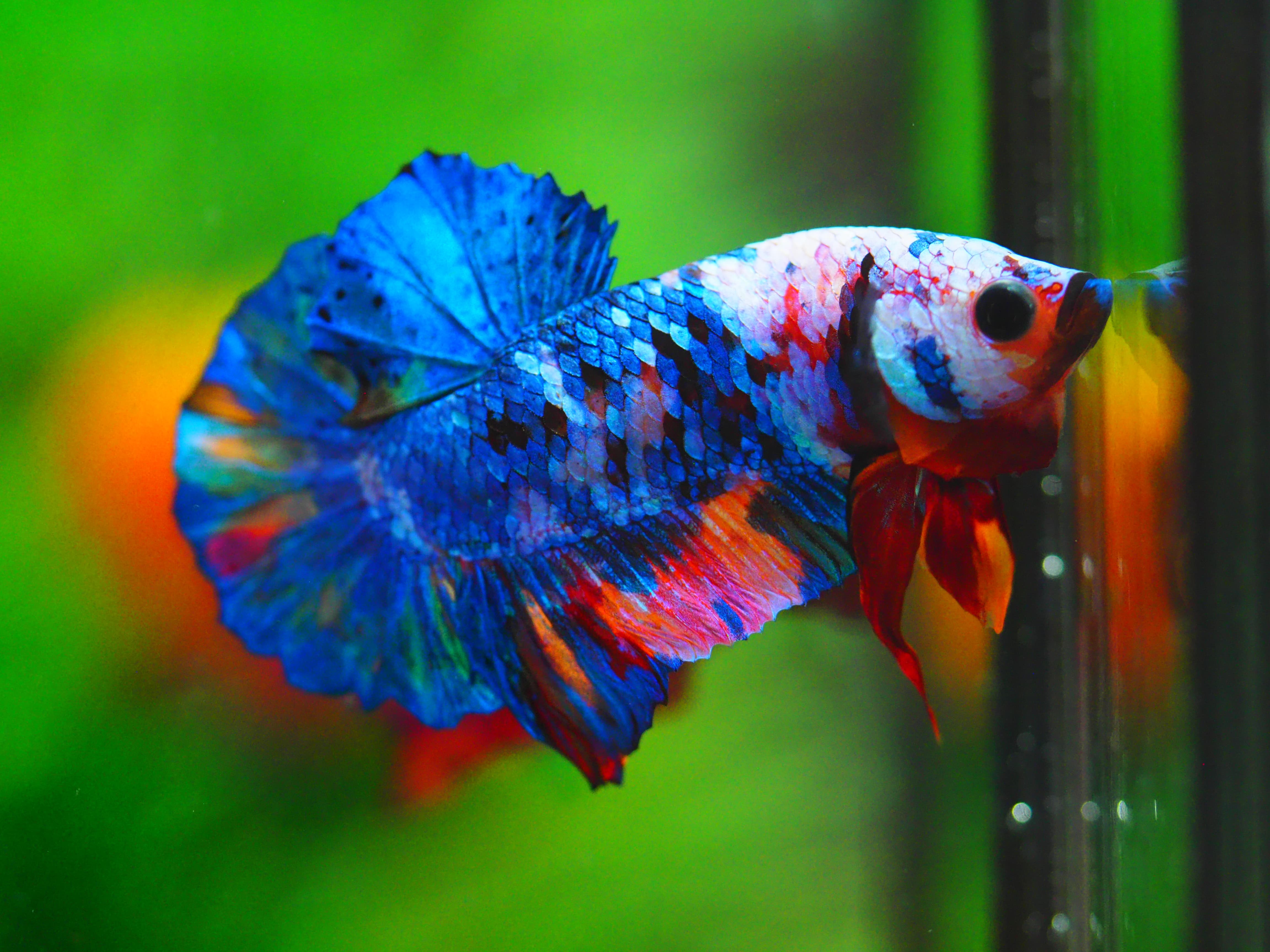 HMPK KOI GALAXY MALE GRADE A+++