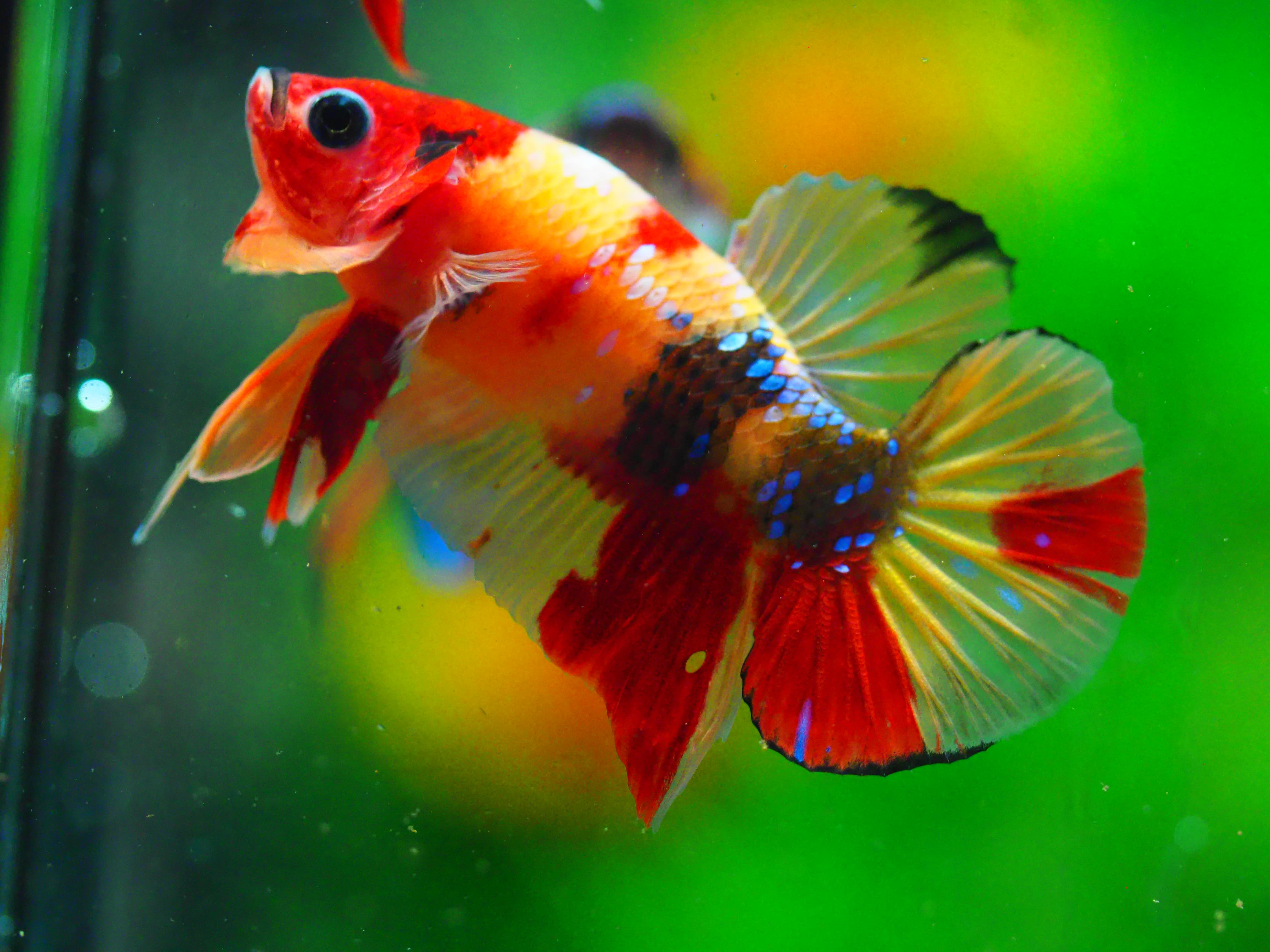 HMPK NEMO MALE GRADE A +++