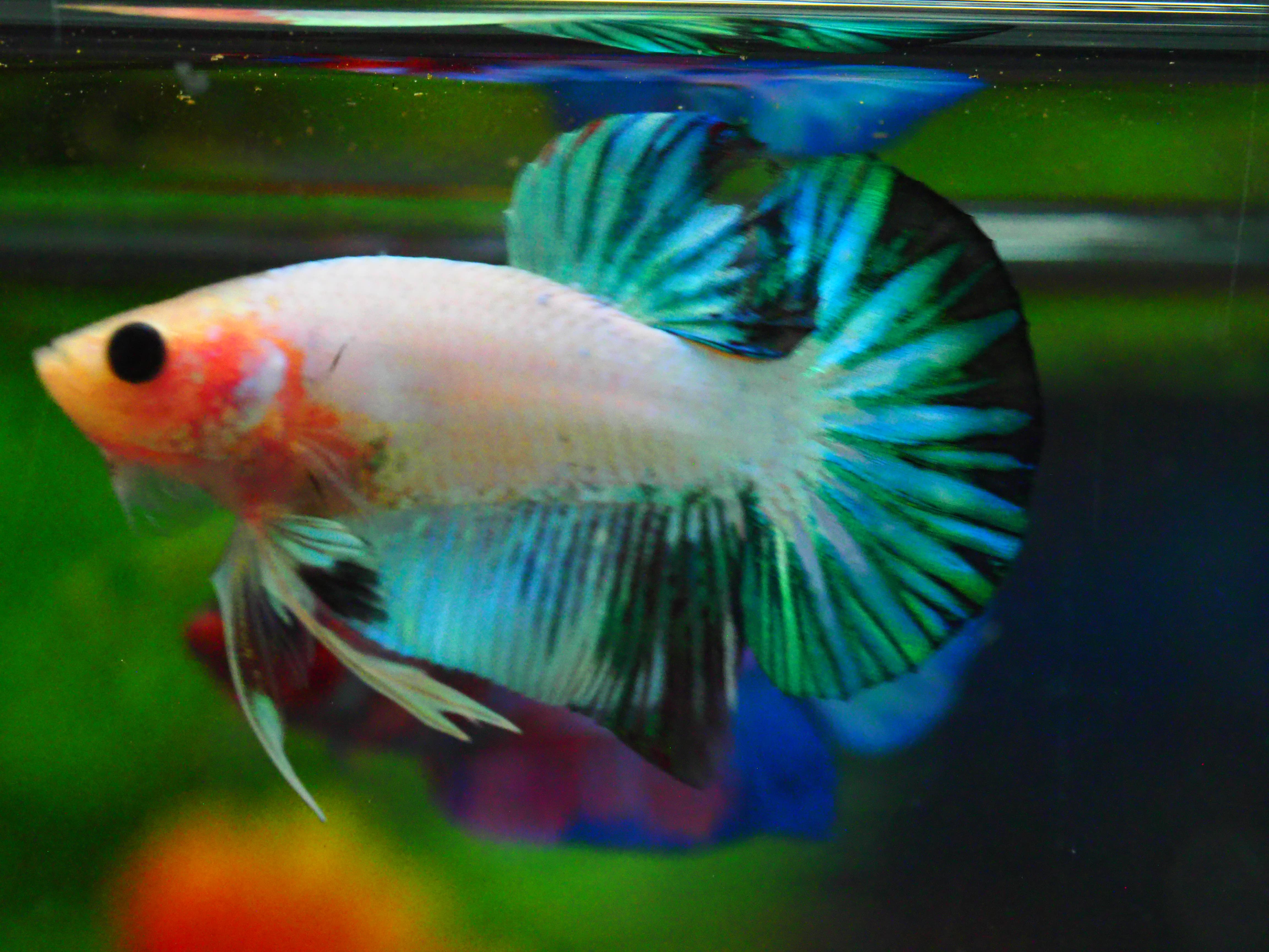 HMPK FANCY MALE GRADE A +++