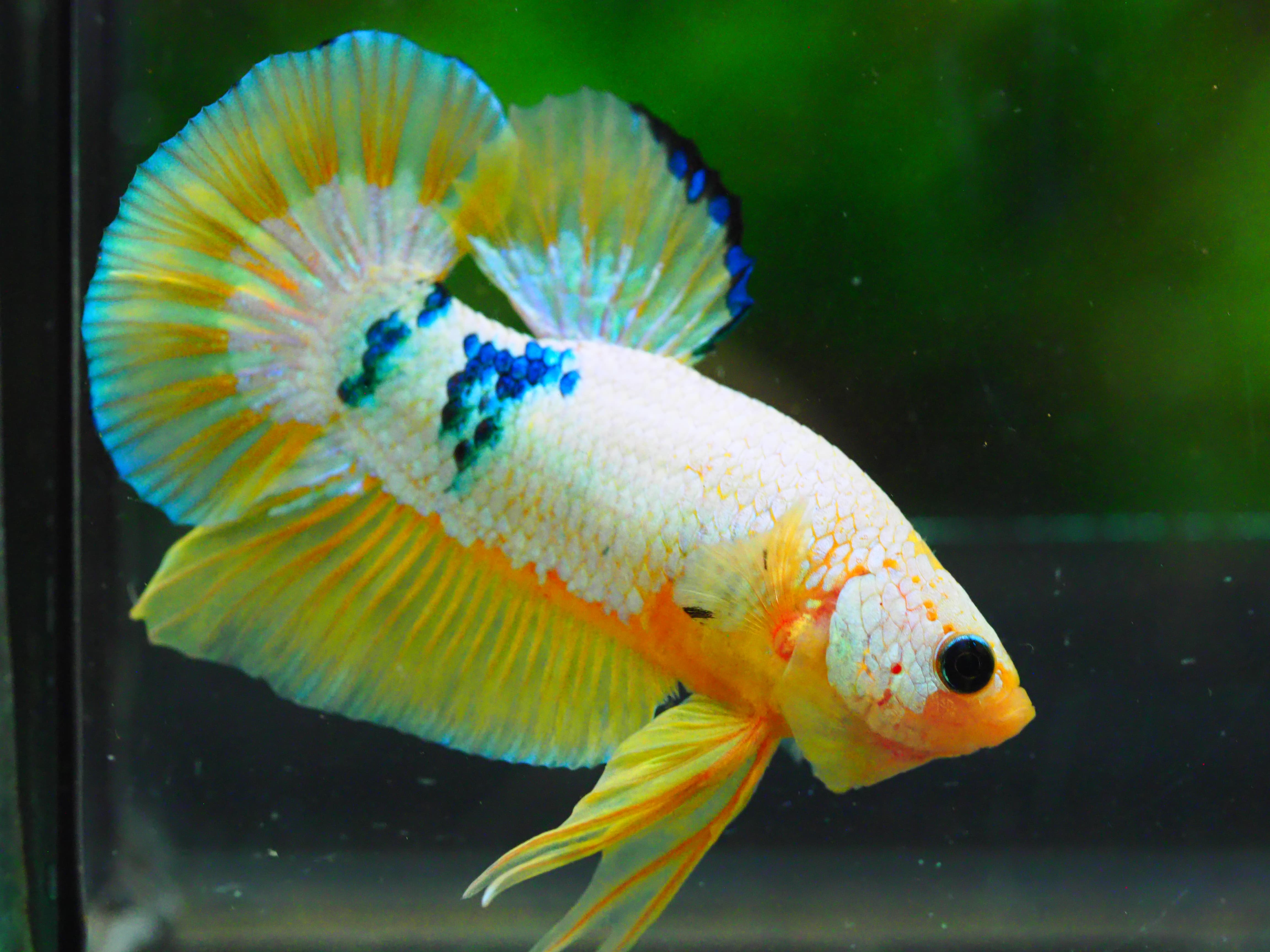 HMPK FANCY MALE GRADE A +++