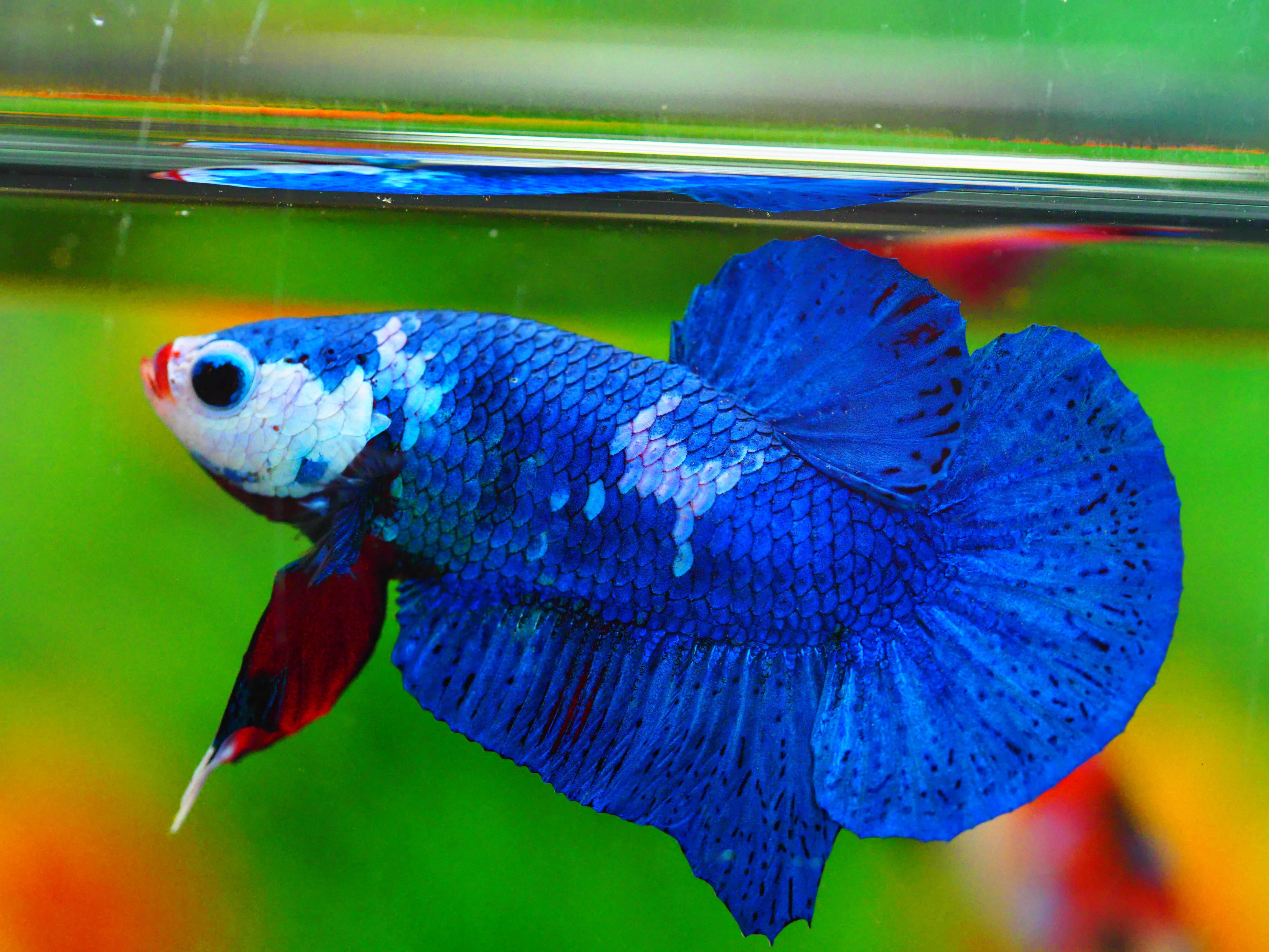 HMPK KOI GALAXY MALE GRADE A +++