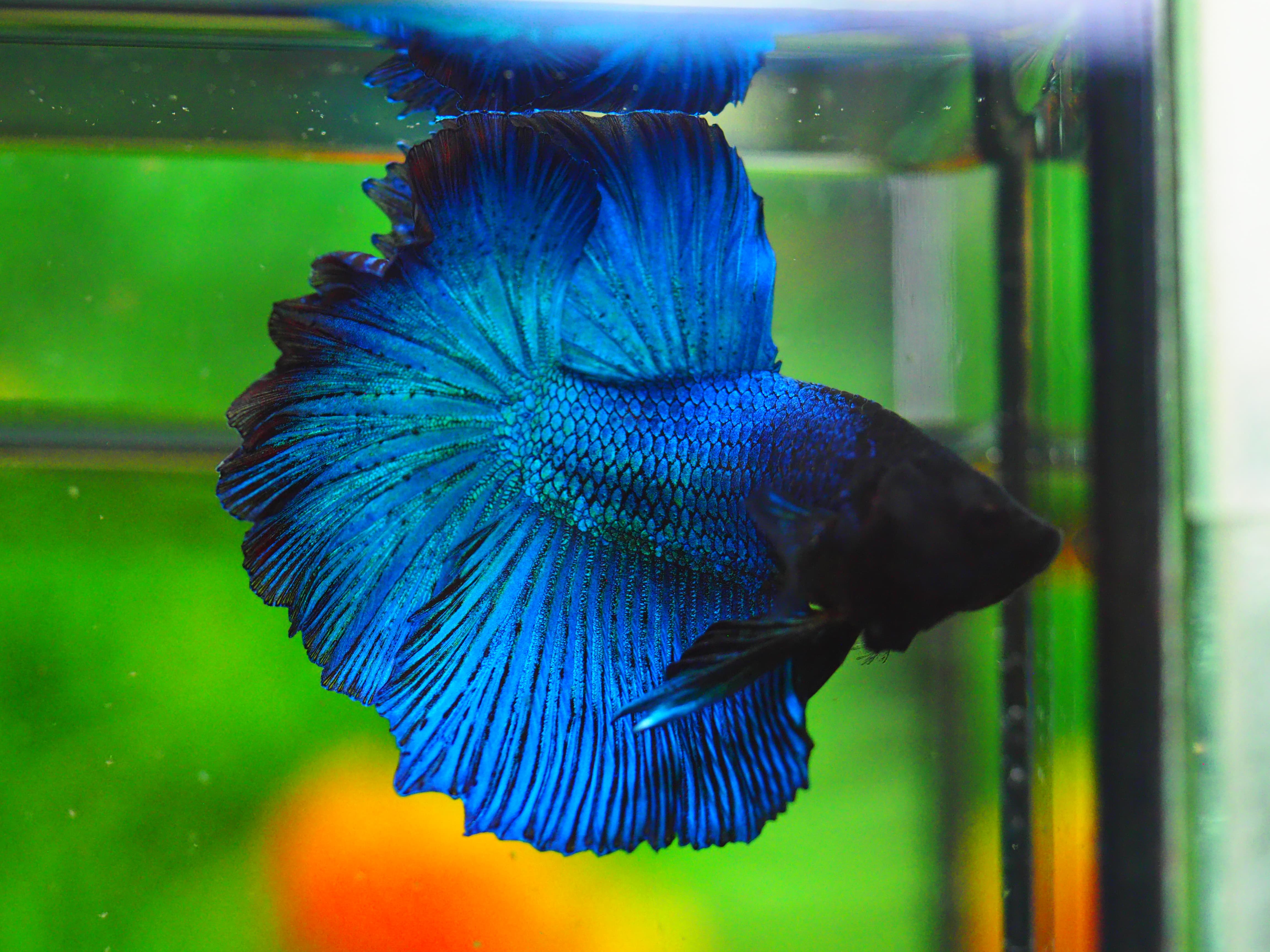 HM FANCY MALE GRADE A++