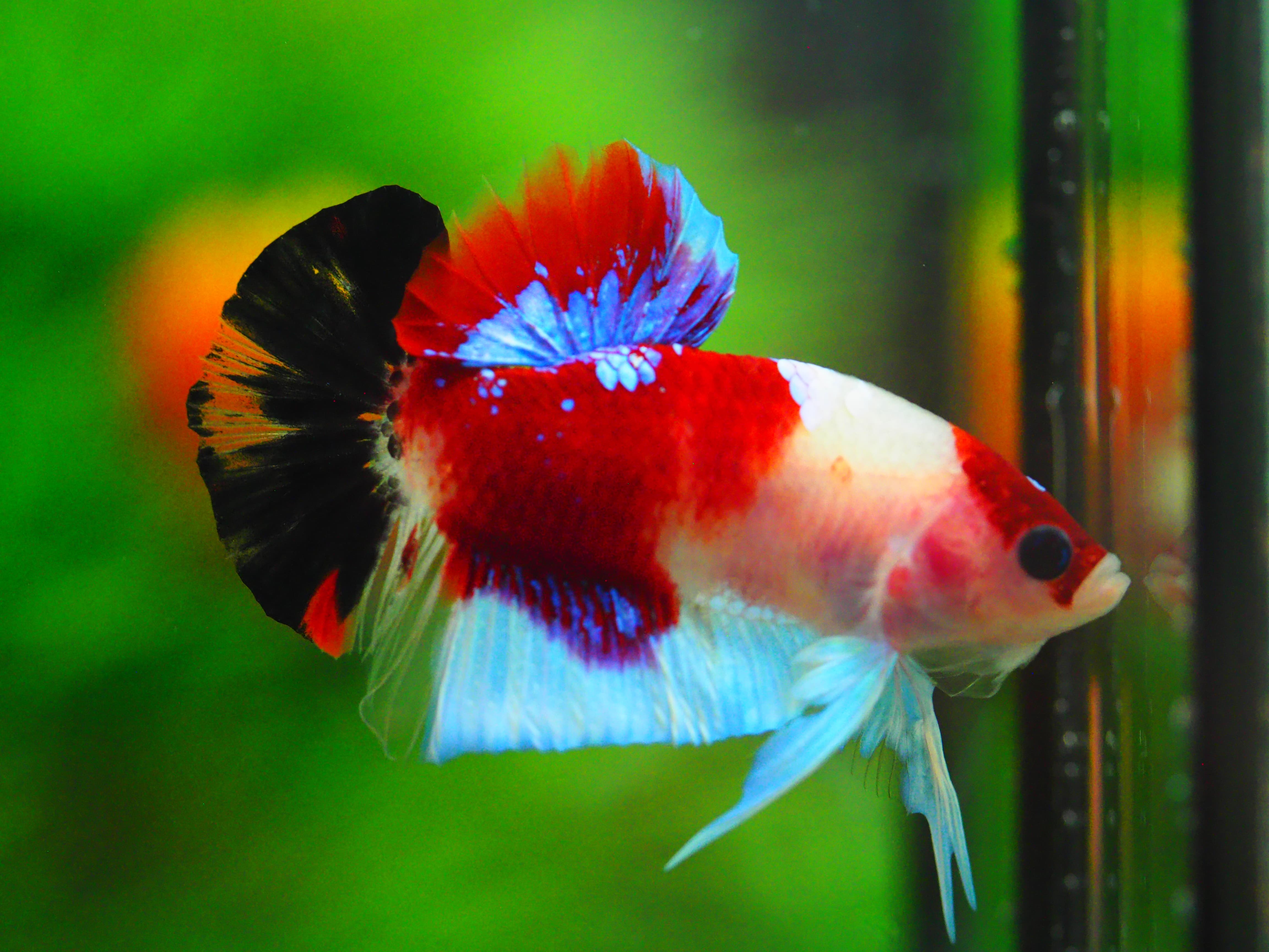 HMPK KOI GALAXY MALE GRADE A +++