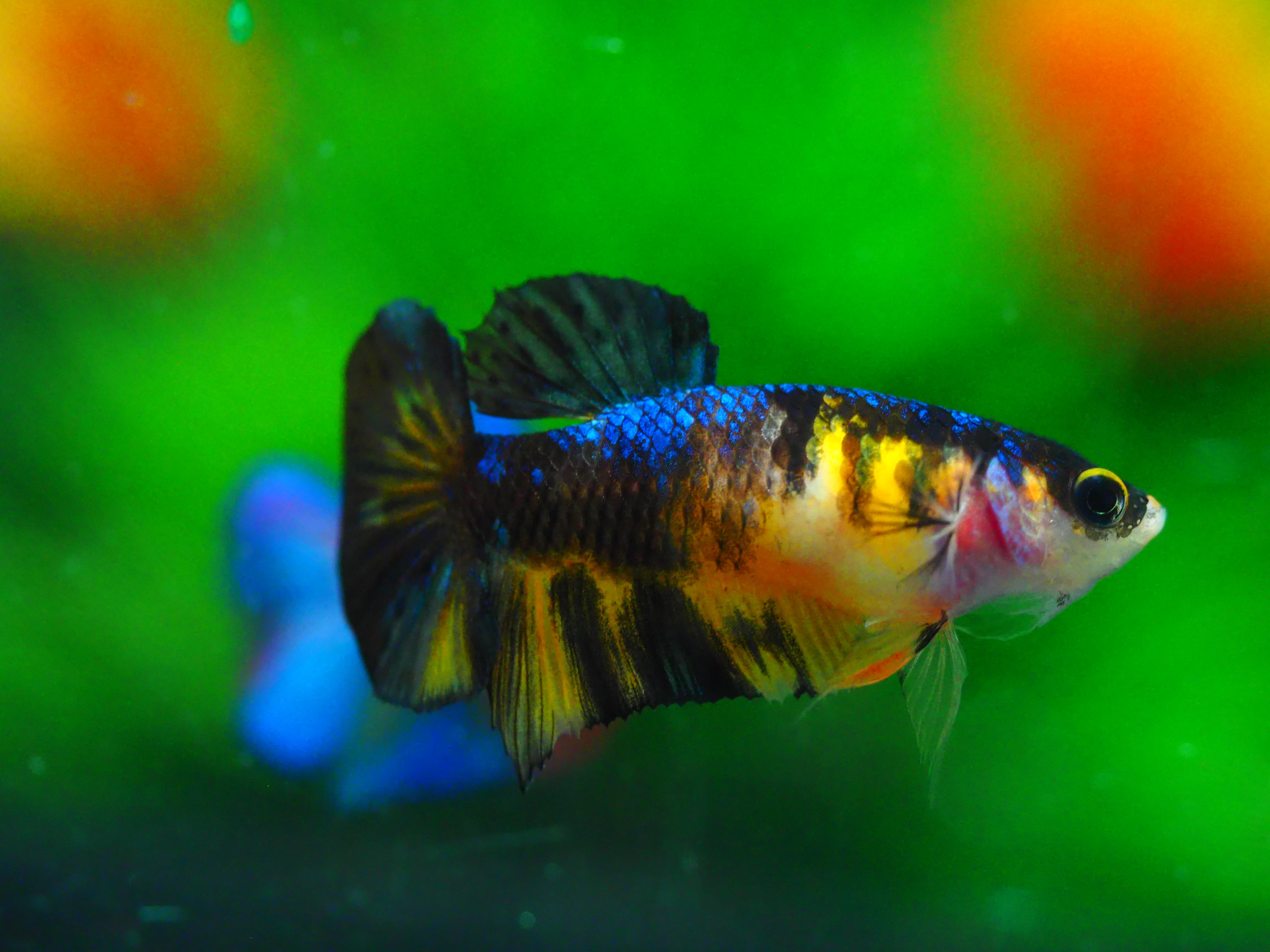 HMPK KOI YELLOW FN MALE GRADE A +++