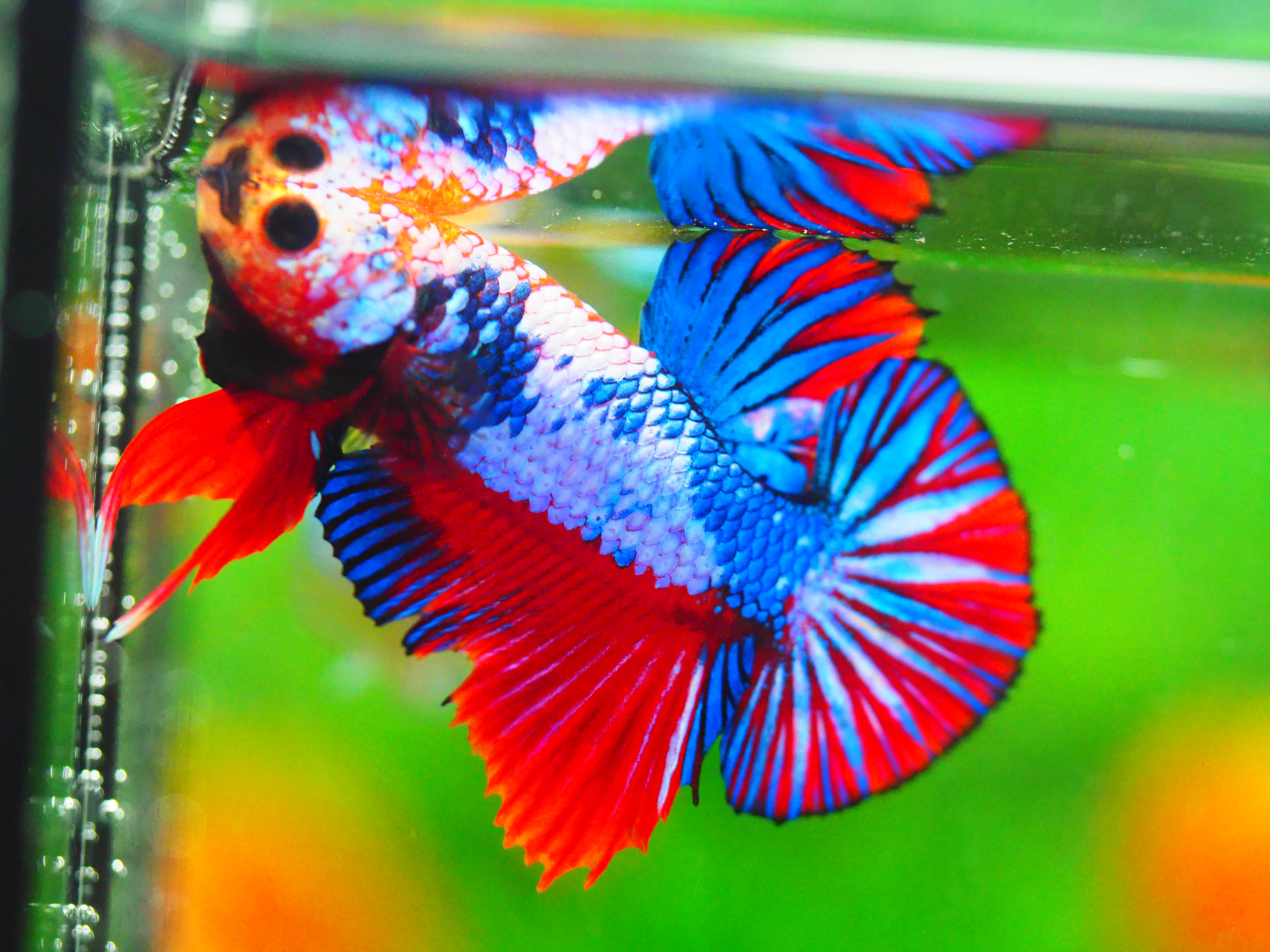 HMPK FANCY MALE GRADE A +++