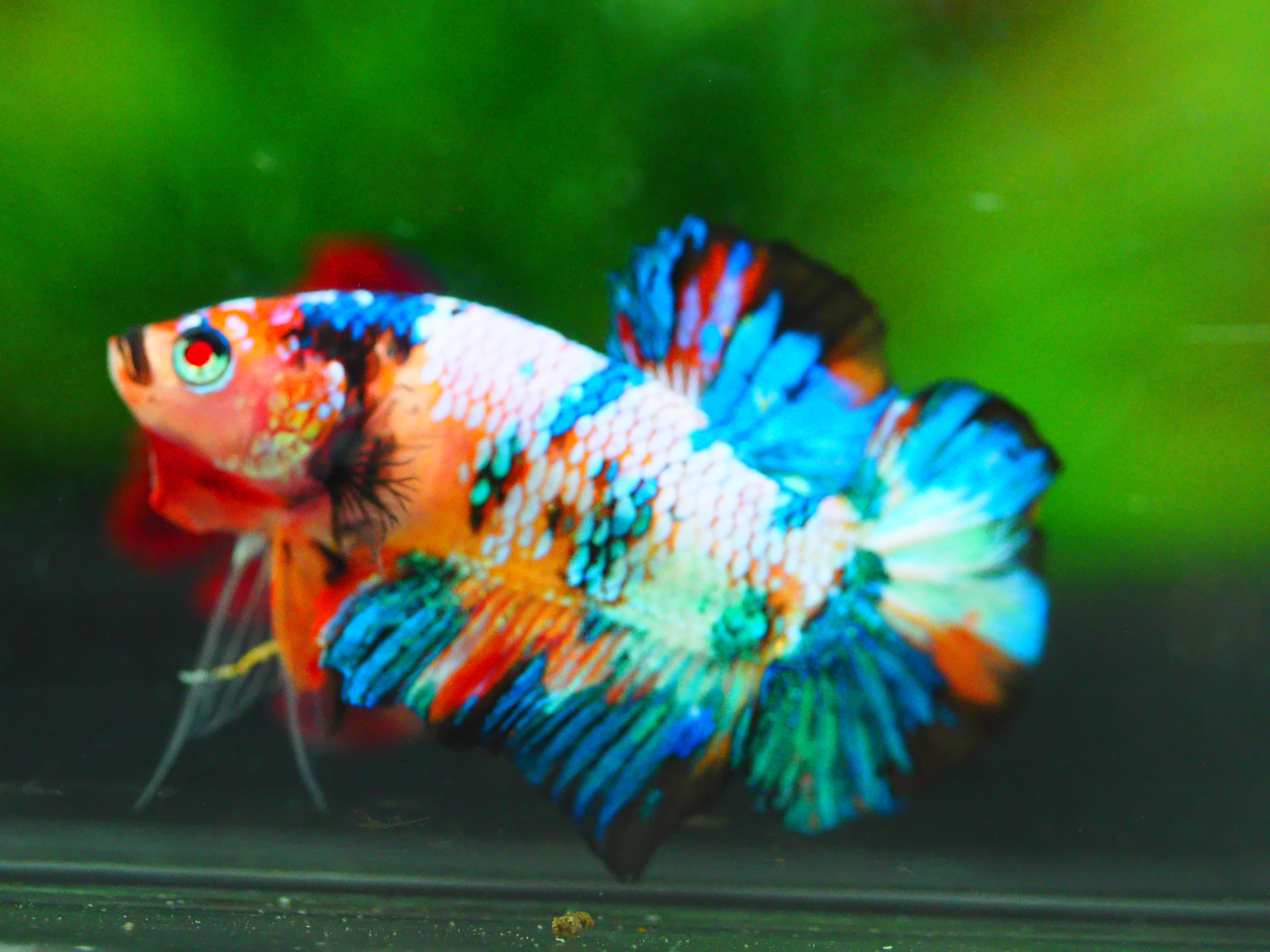 HMPK KOI GALAXY MALE GRADE A +++