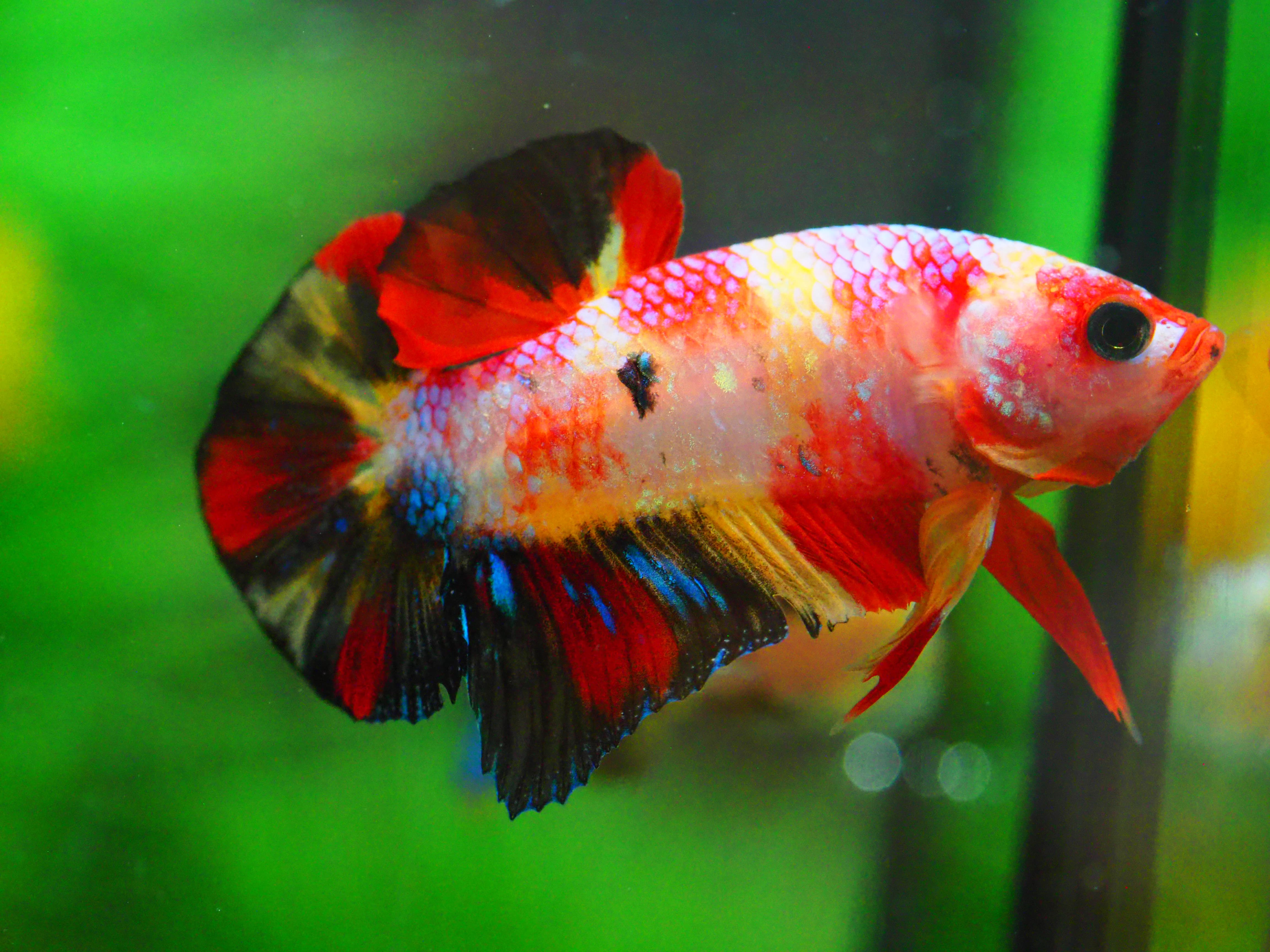 HMPK NEMO GALAXY MALE GRADE A +++