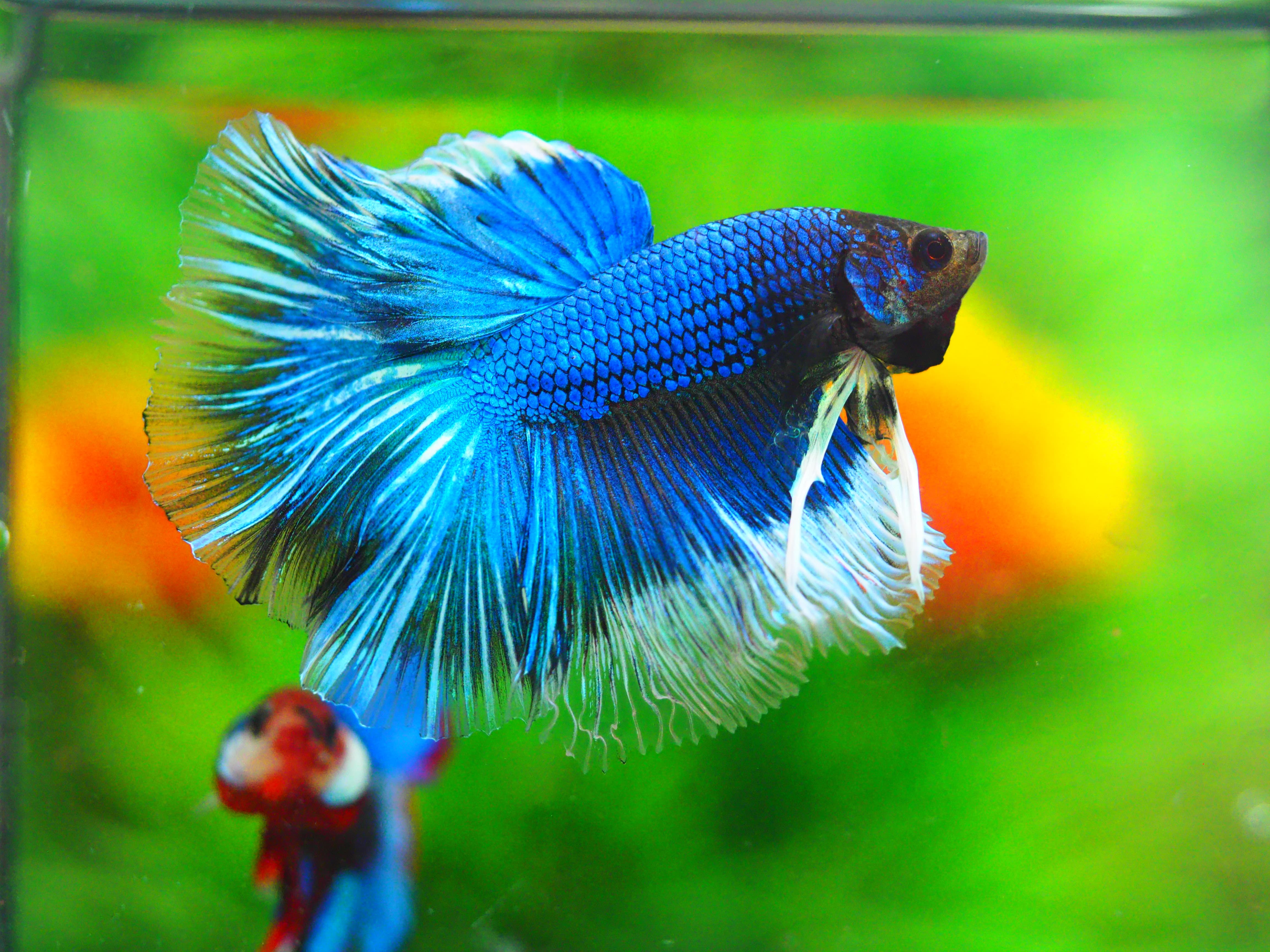 HM FANCY MALE GRADE A +++