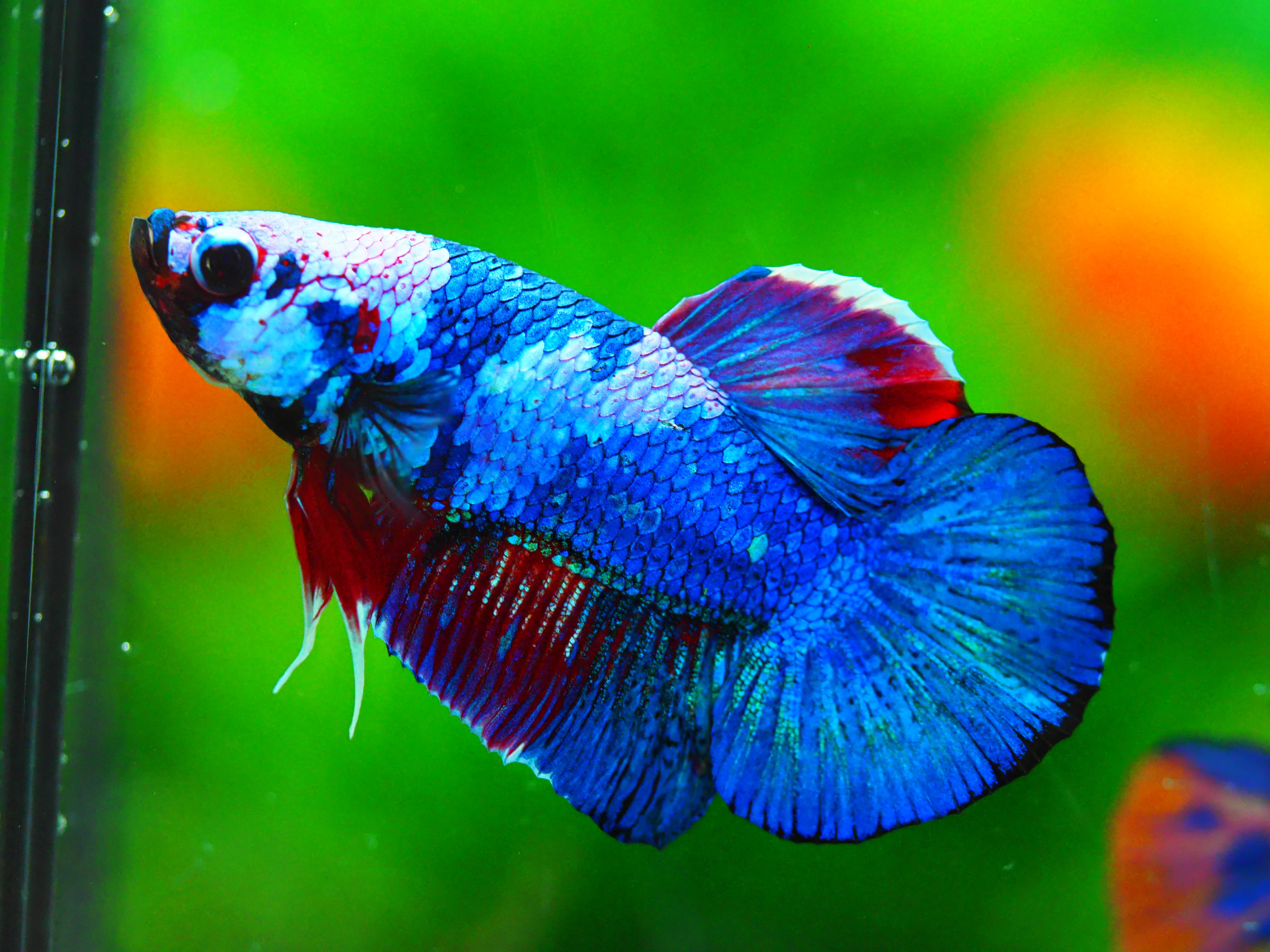 HMPK KOI FANCY MALE GRADE A +++