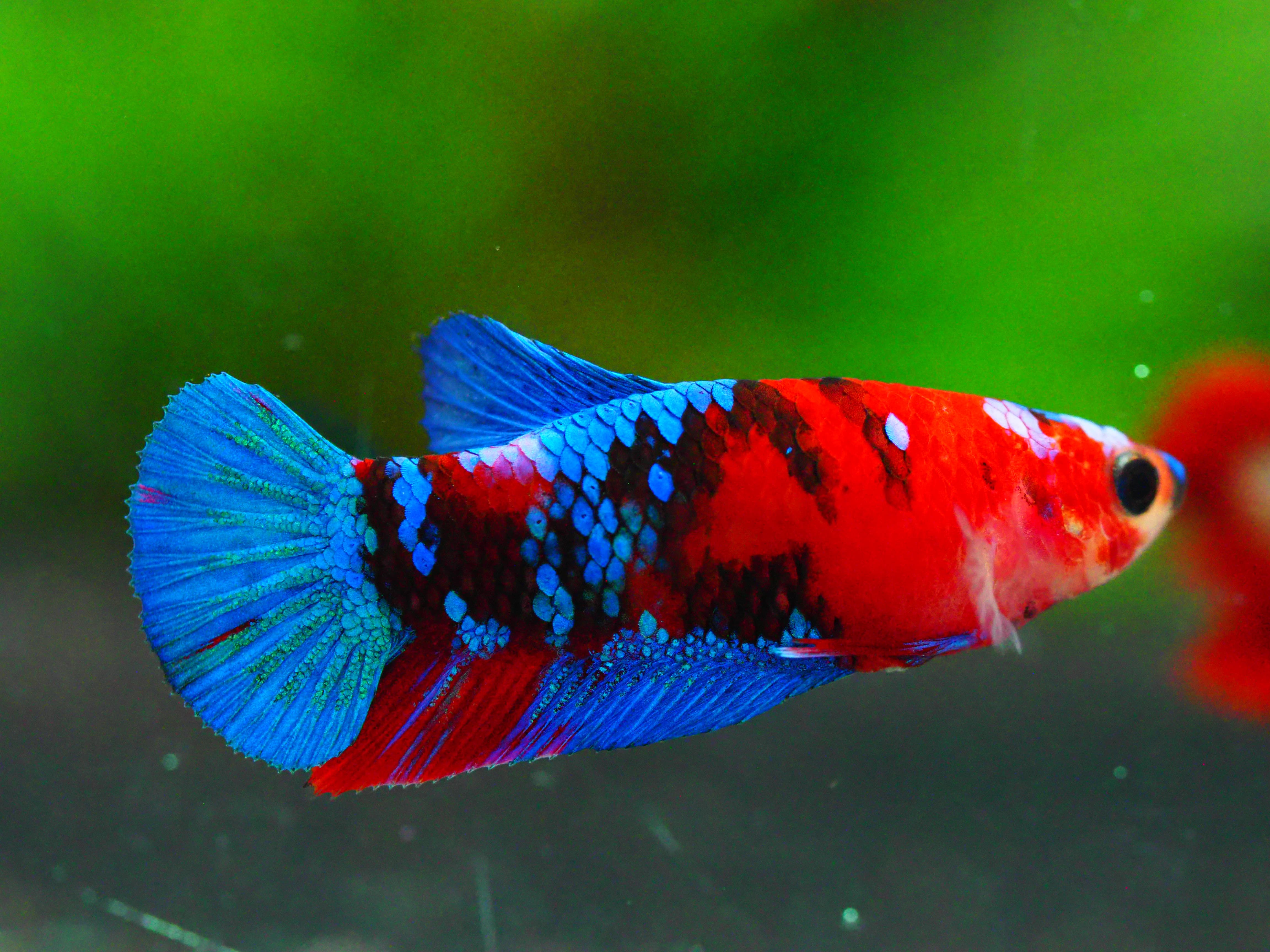 HMPK KOI GALAXY FNMALE GRADE A +++