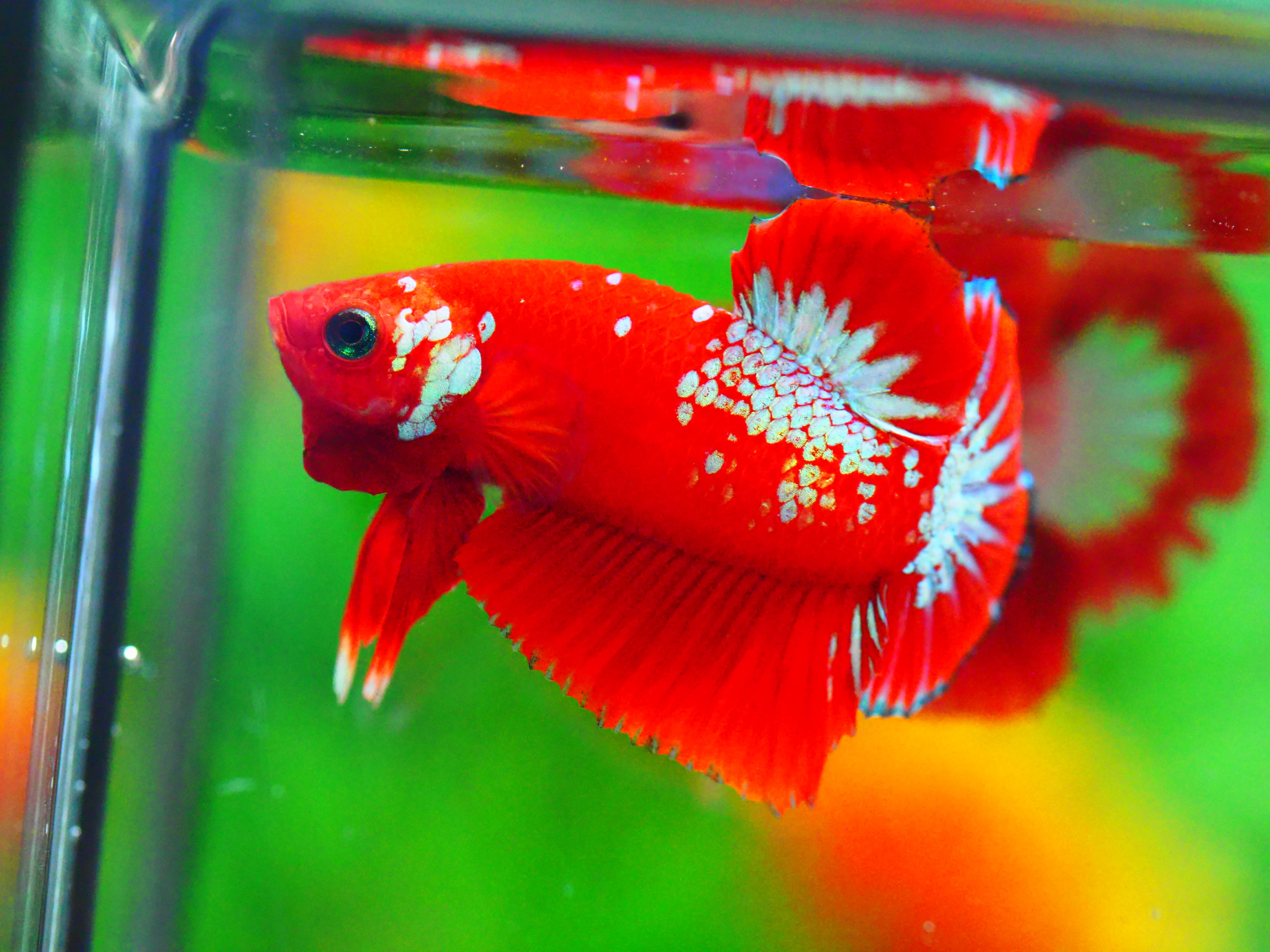 HMPK HELLBOY MALE GRADE A +++