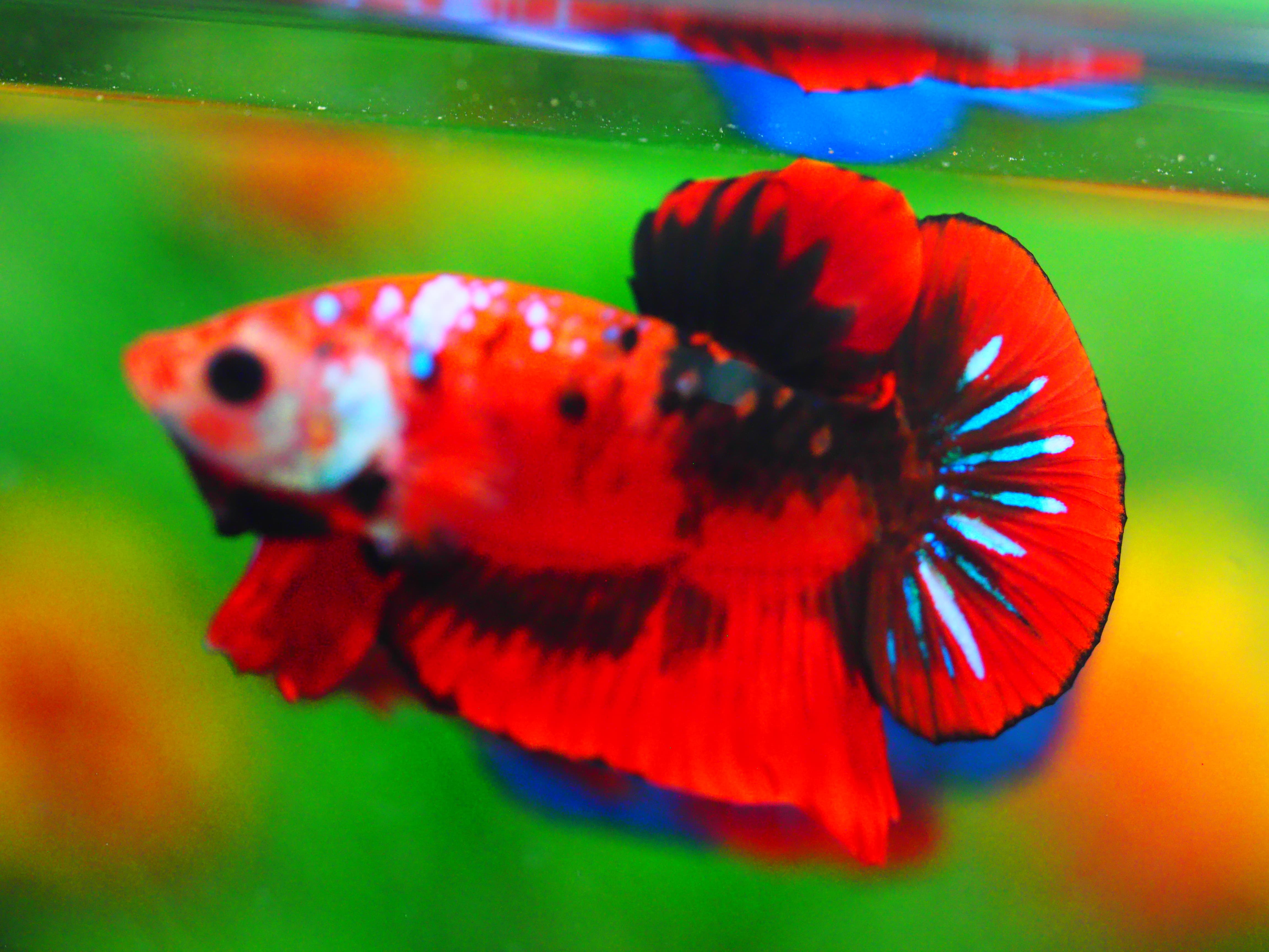 HMPK KOI GALAXY MALE GRADE A +++